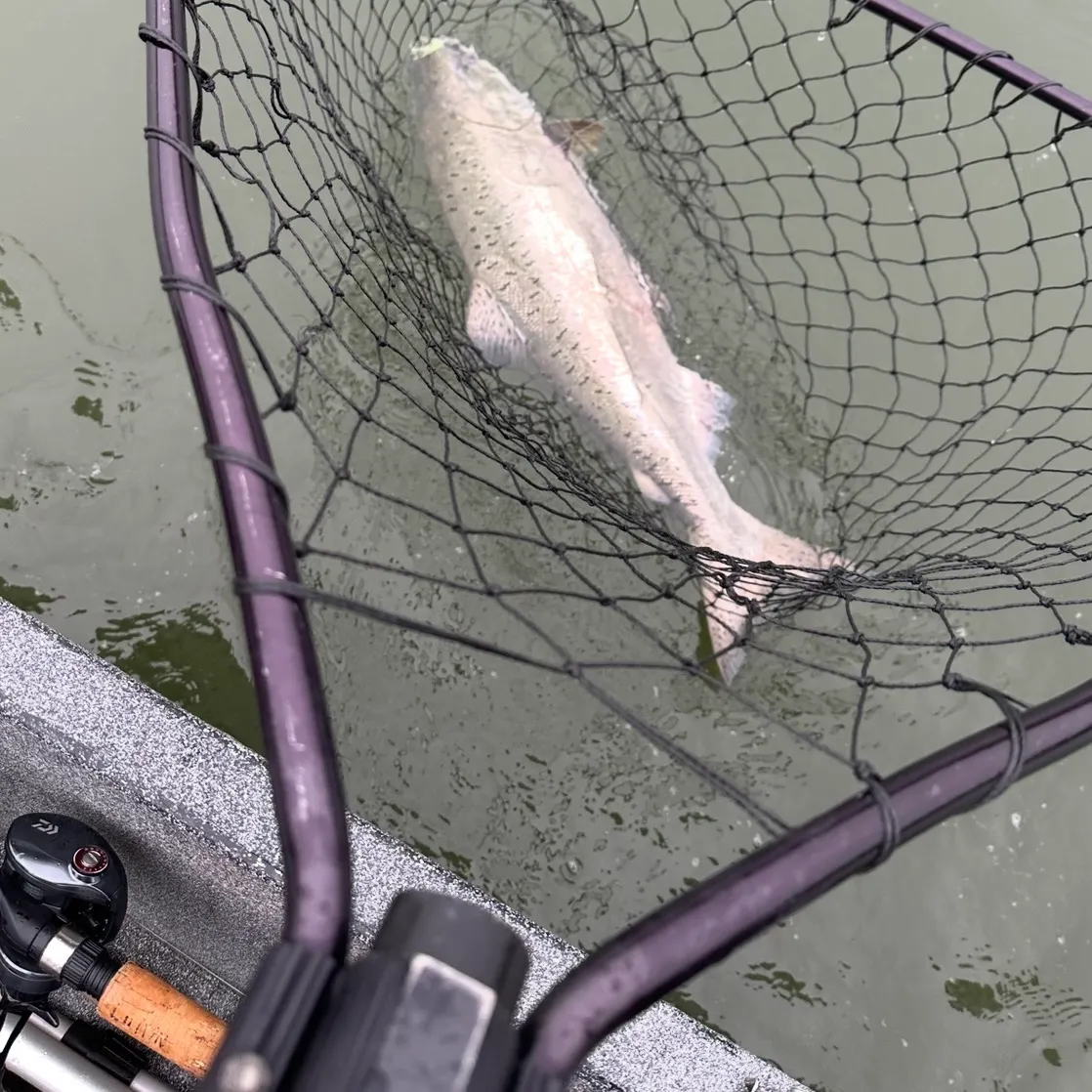 Chinook salmon caught on Fishbrain