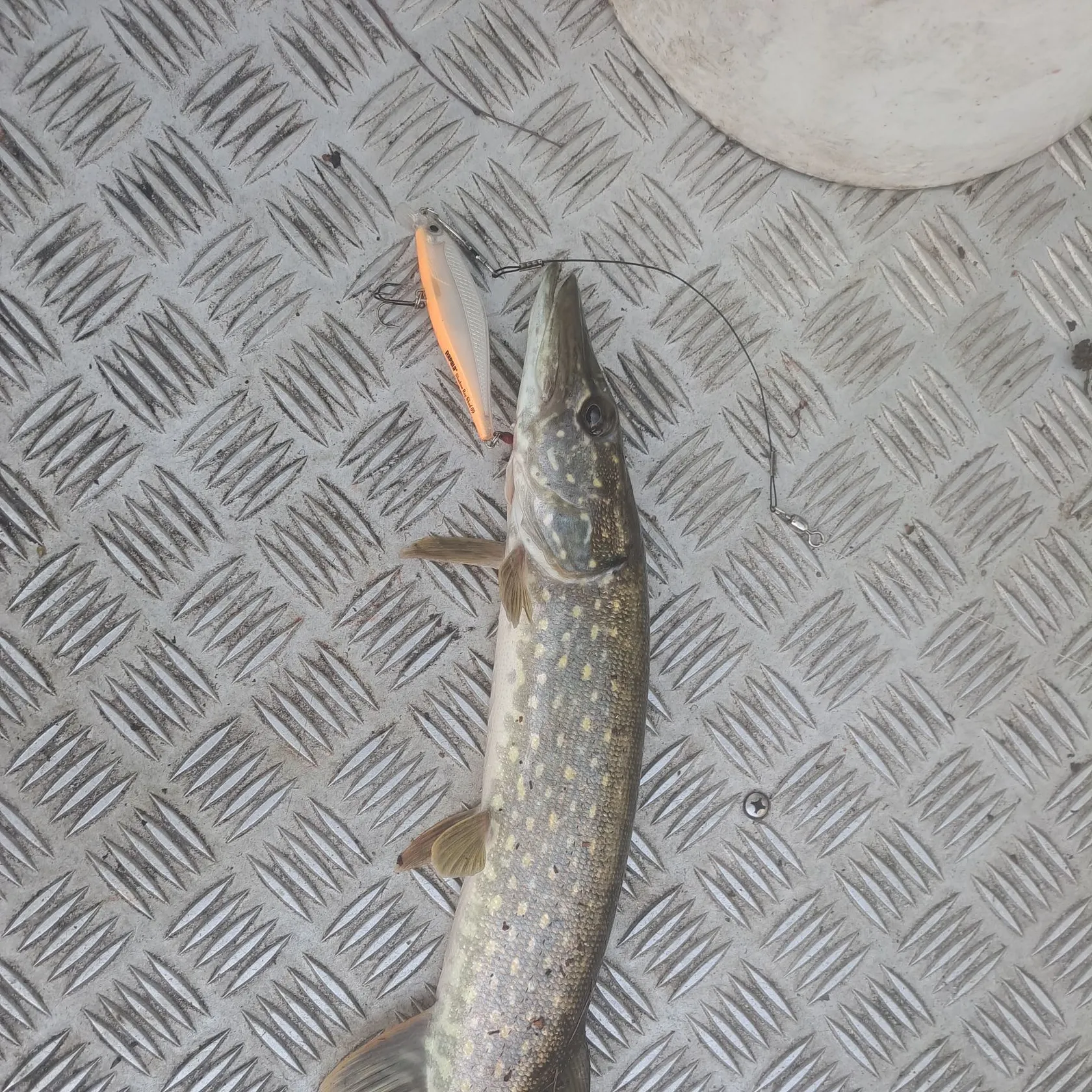 Northern pike caught on Fishbrain