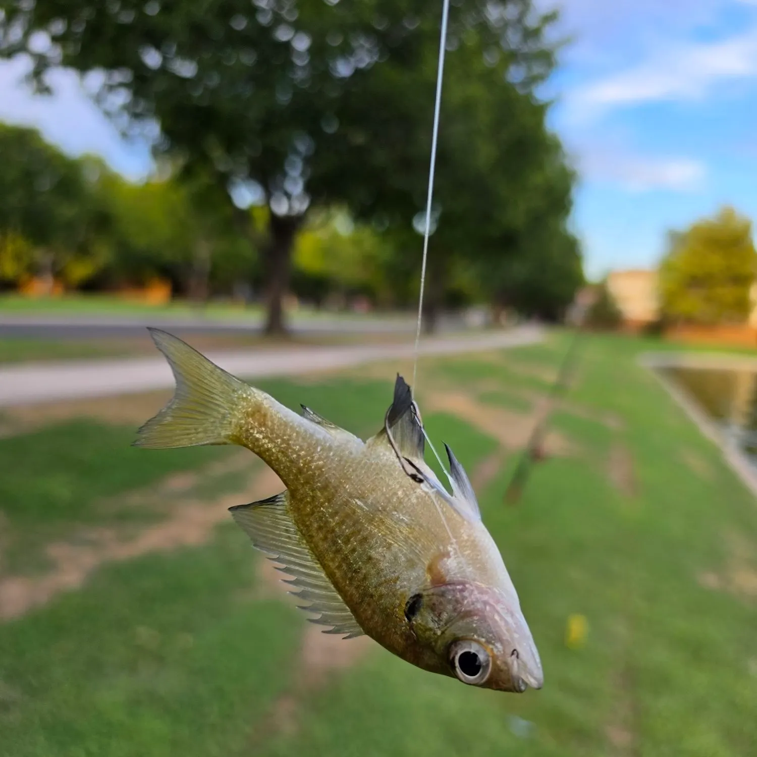 Bluegill caught on Fishbrain