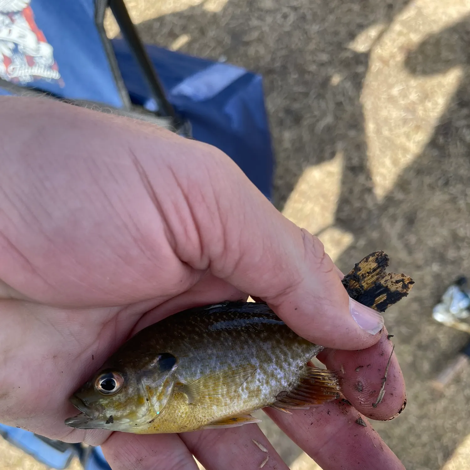 The most recent Greengill hybrid catches on Fishbrain