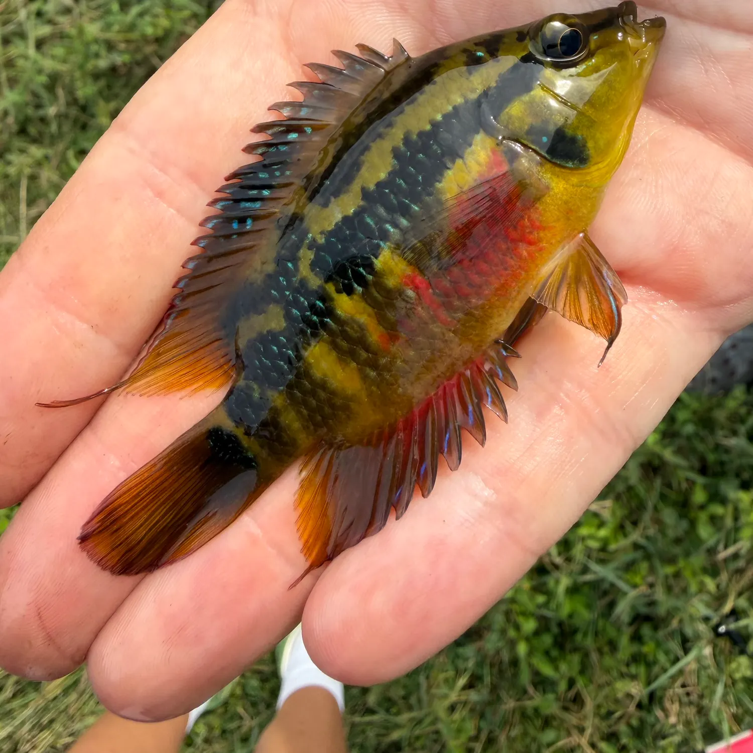 The most recent Yellowbelly cichlid catches on Fishbrain