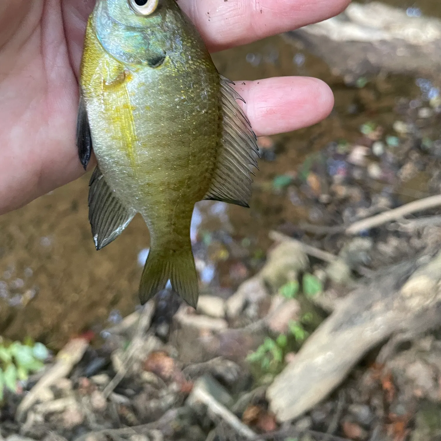 Bluegill caught on Fishbrain