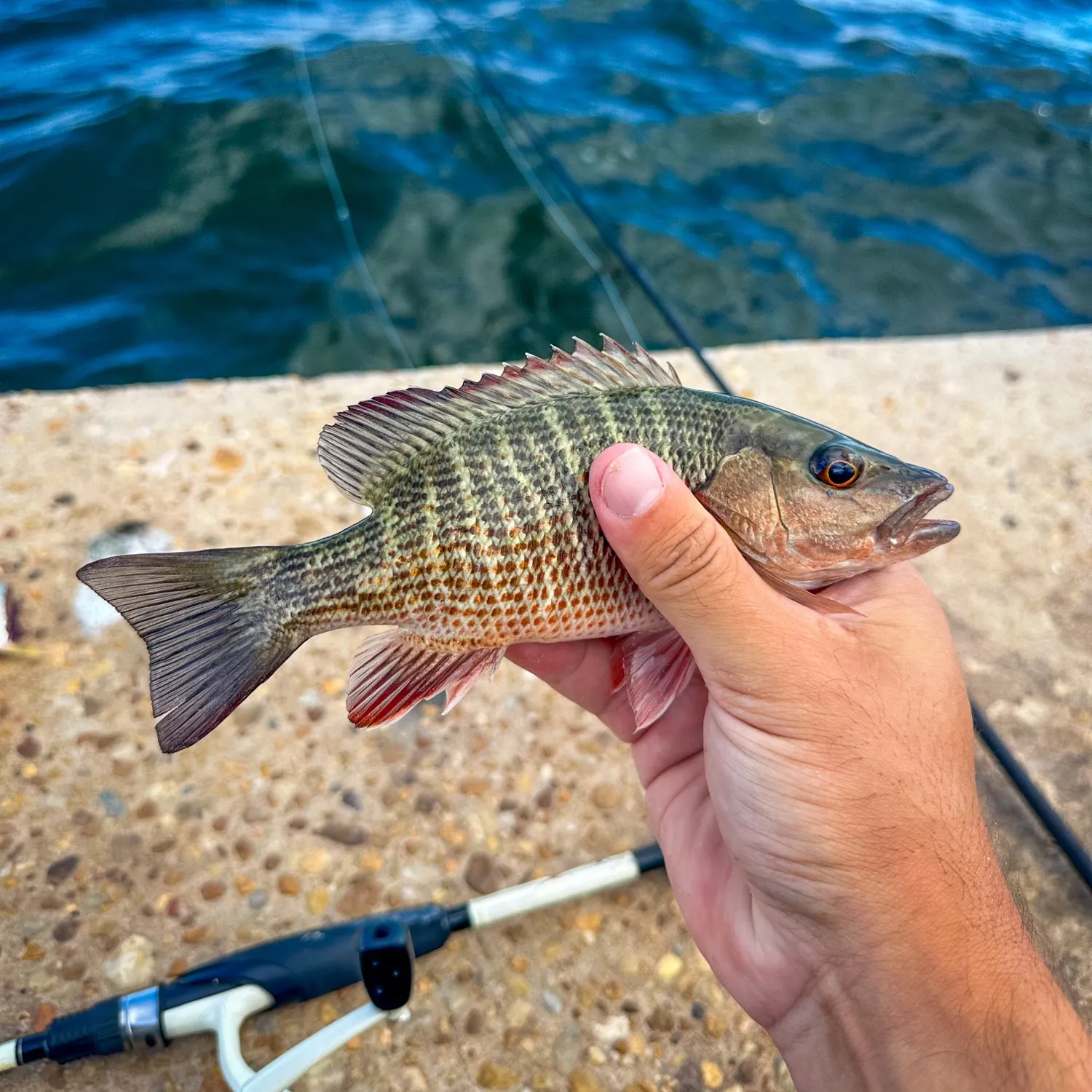 The most recent Mangrove snapper catches on Fishbrain