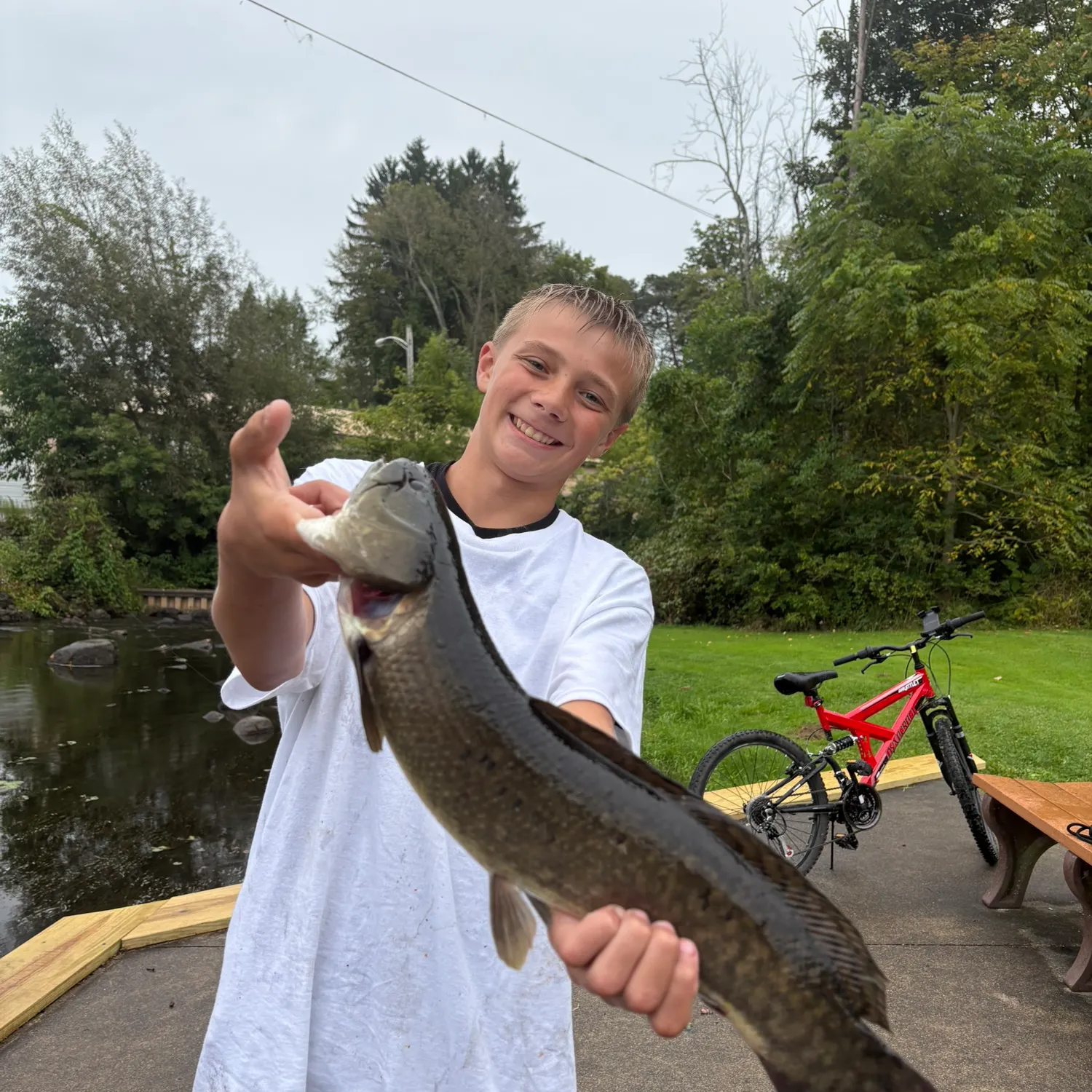 Eyetail bowfin caught on Fishbrain
