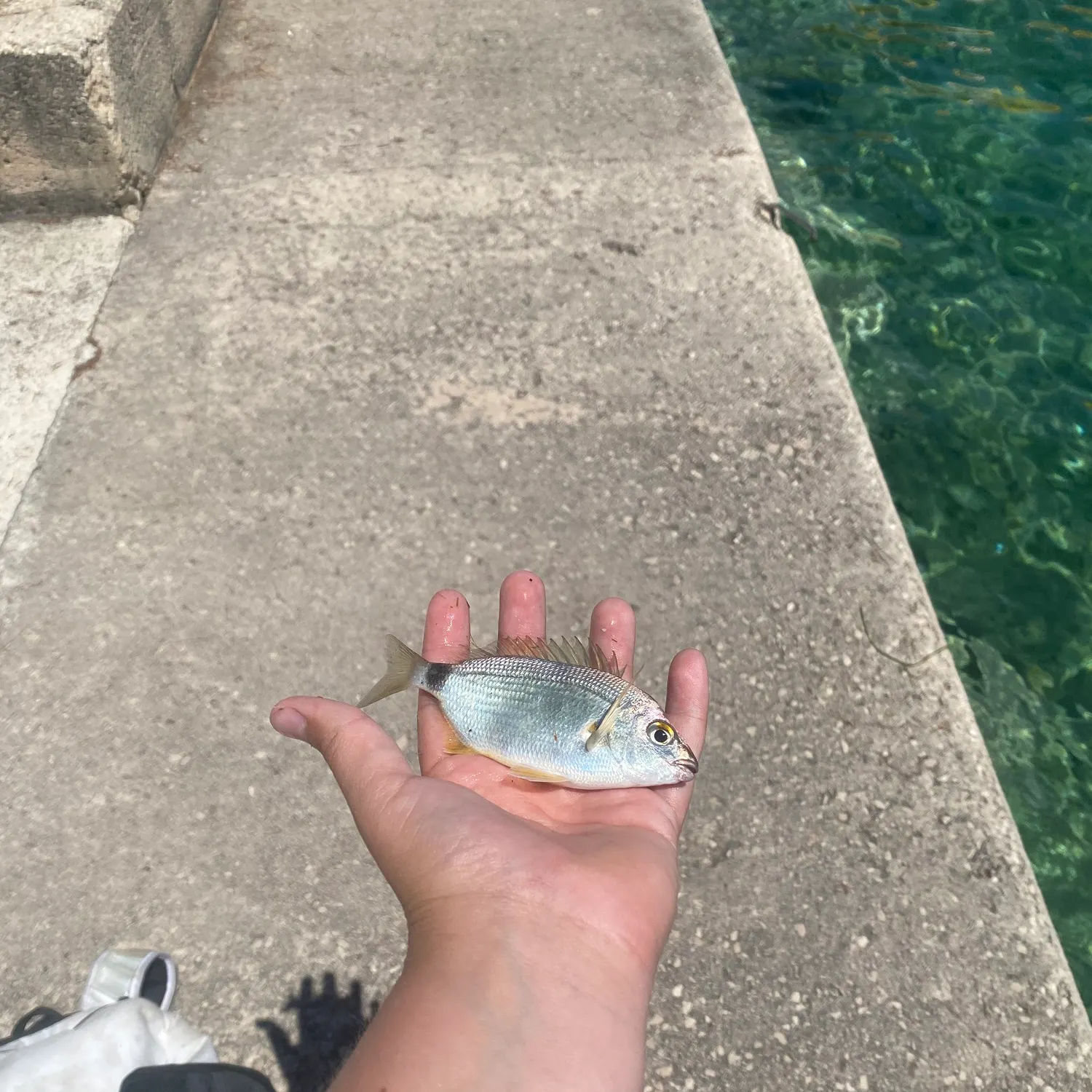 The most recent Musselcracker seabream catches on Fishbrain
