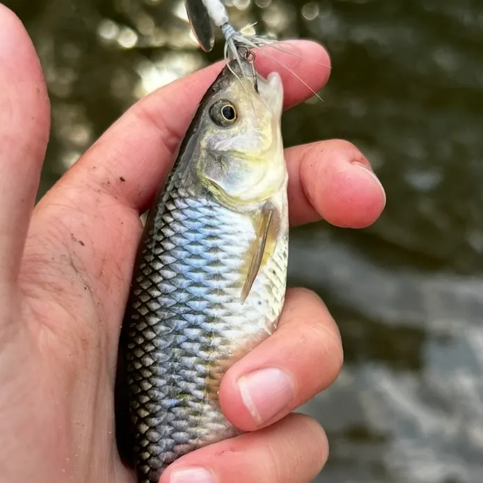 The most recent Striped shiner catches on Fishbrain