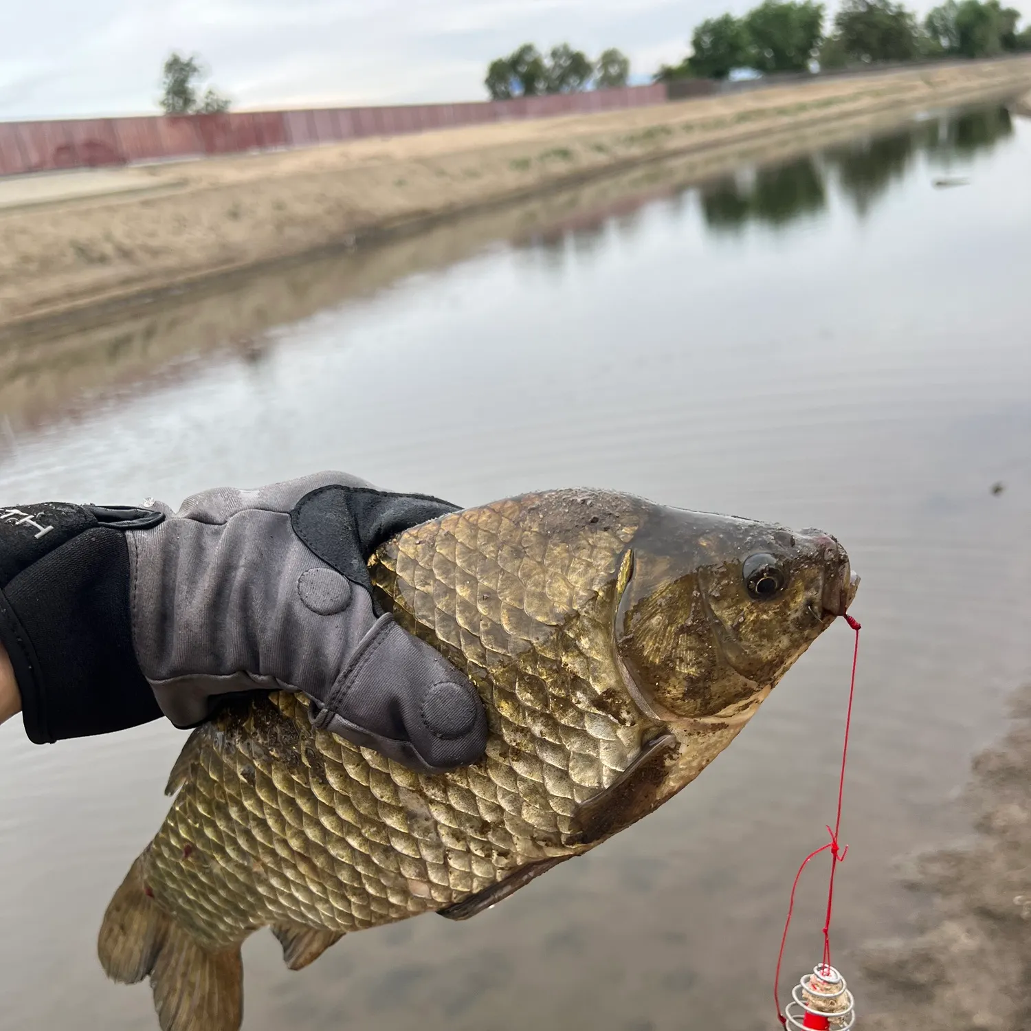 The most recent Crucian carp catches on Fishbrain