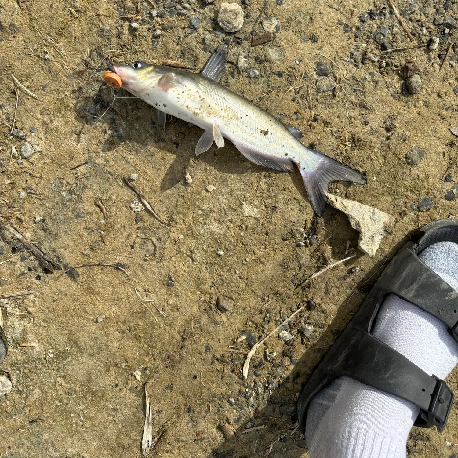 Channel catfish caught on Fishbrain