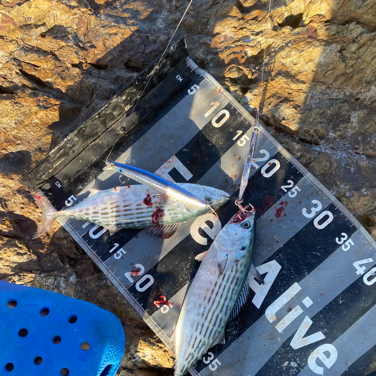 The most recent Australian bonito catches on Fishbrain