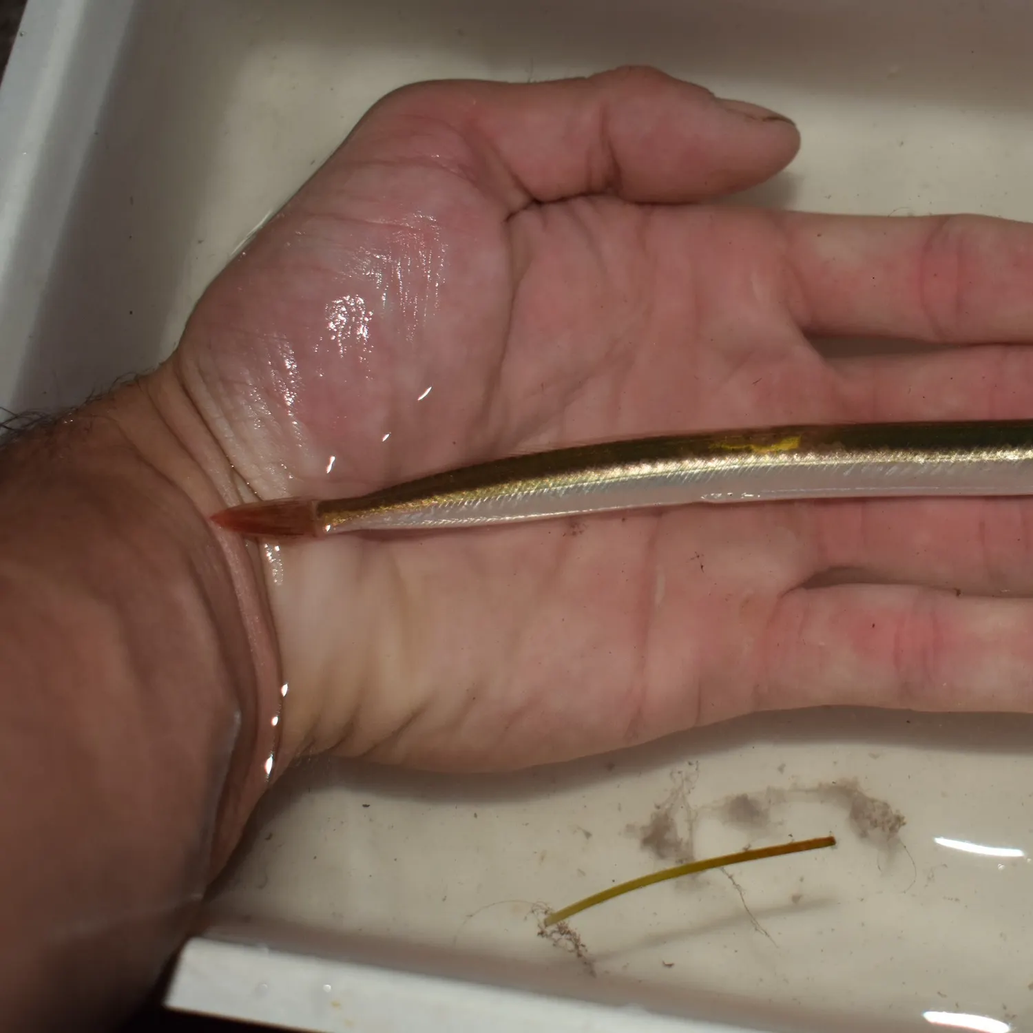 The most recent Arctic sand lance catches on Fishbrain