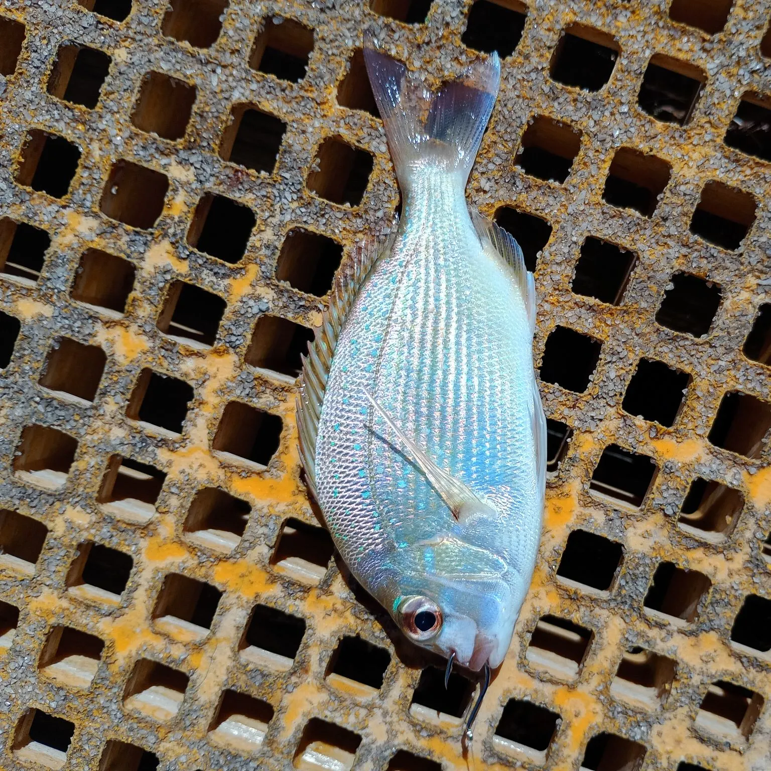 The most recent Australasian snapper catches on Fishbrain