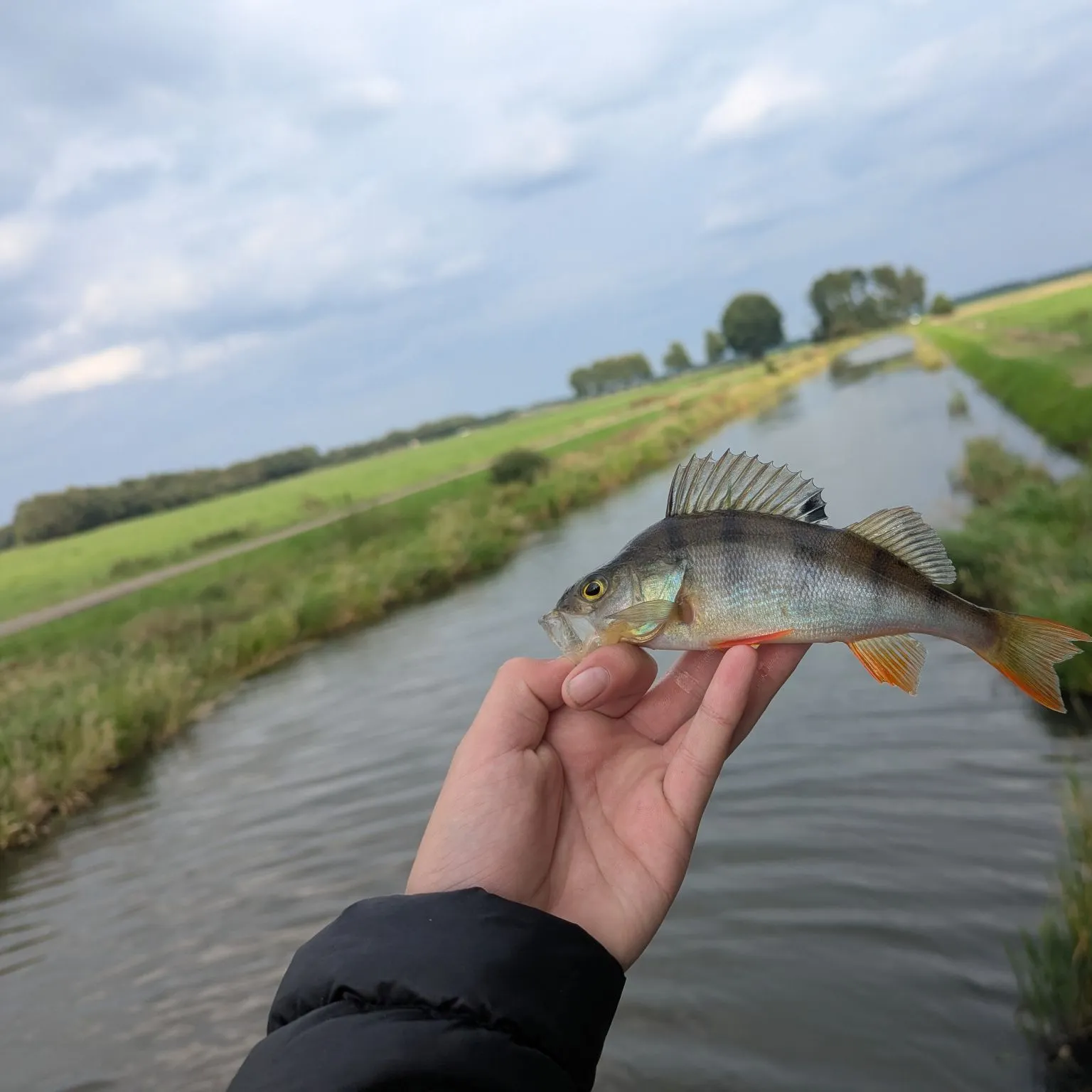 European perch caught on Fishbrain