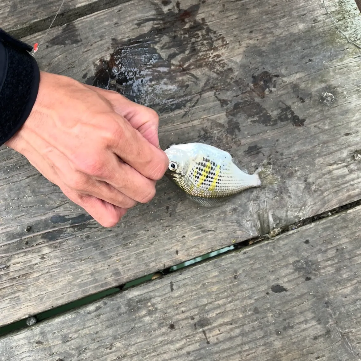 The most recent Pile perch catches on Fishbrain