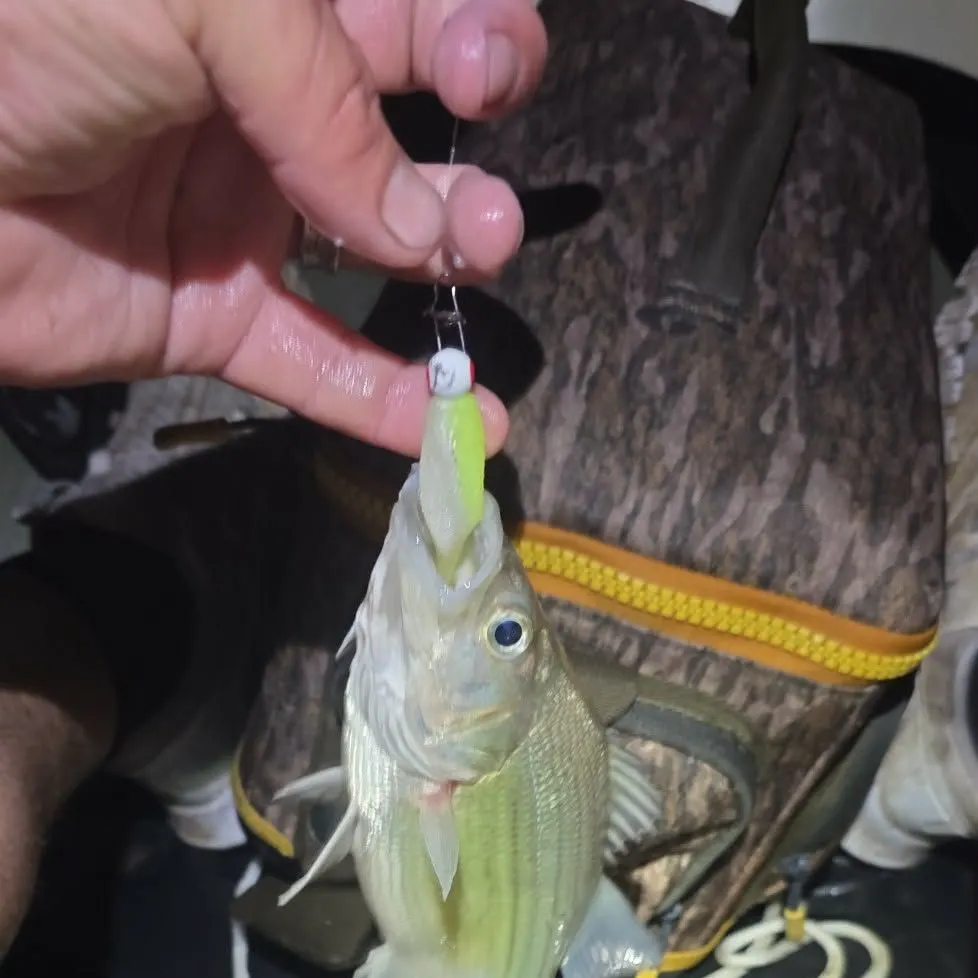 The most recent Yellow bass catches on Fishbrain