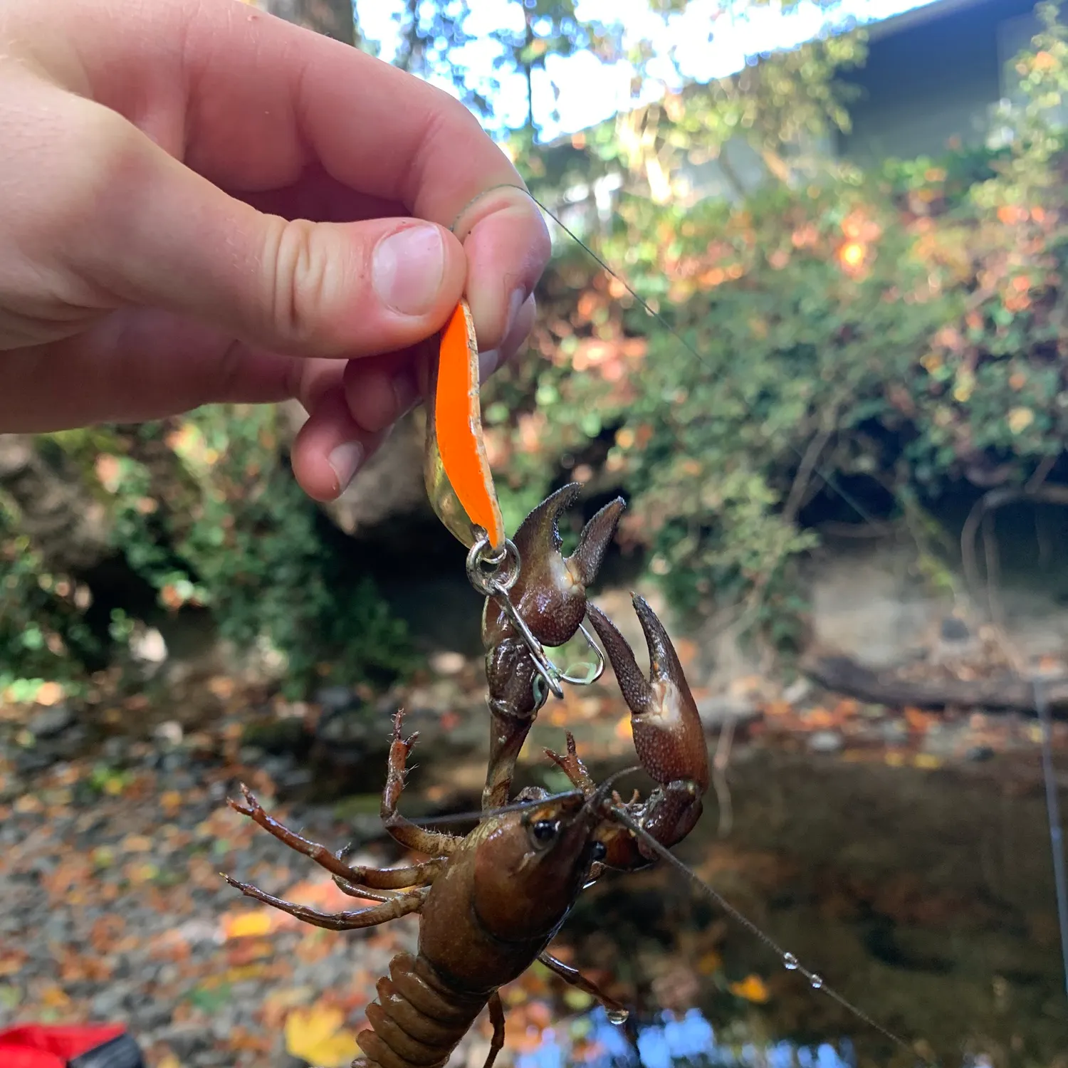 Signal crayfish caught on Fishbrain