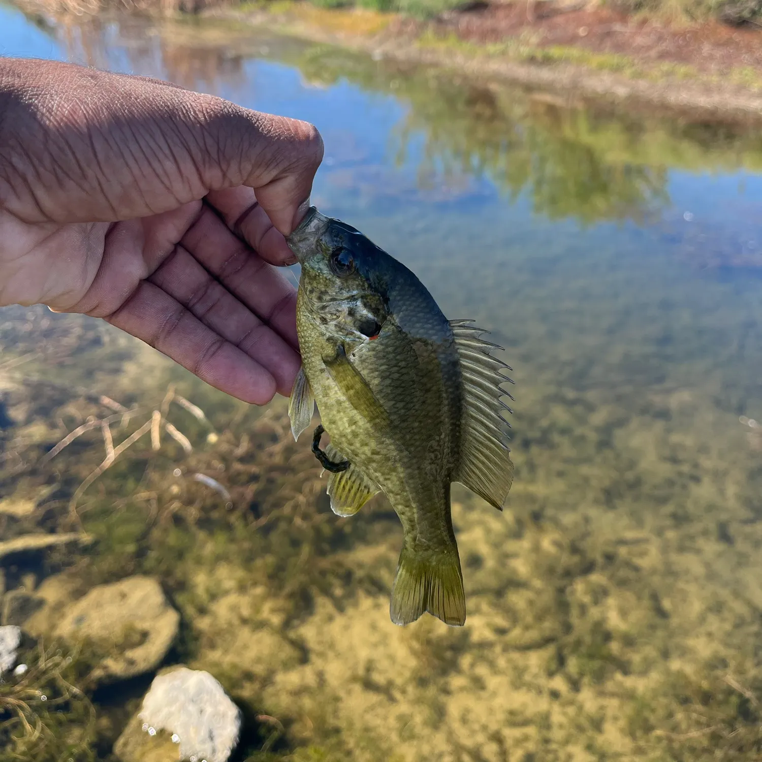 Redear sunfish caught on Fishbrain