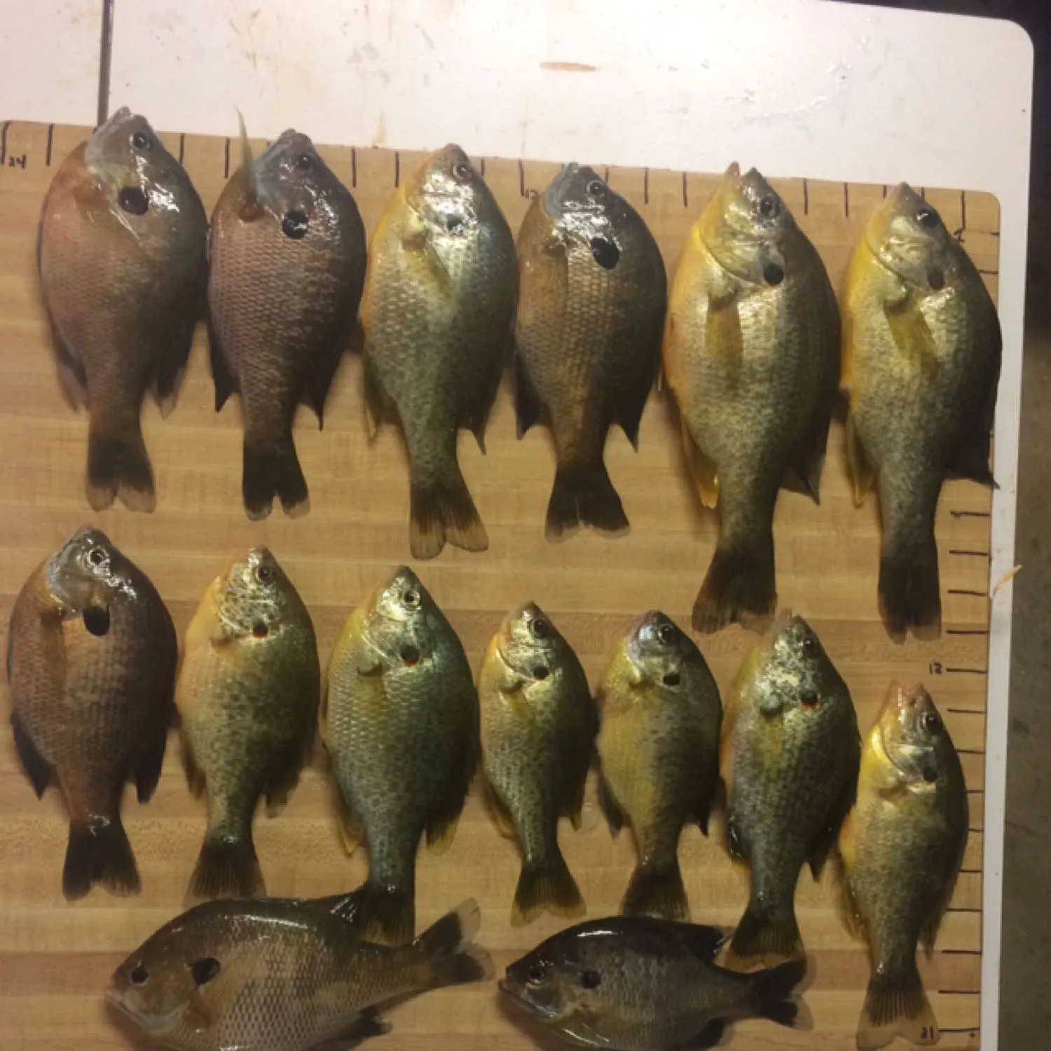 recently logged catches