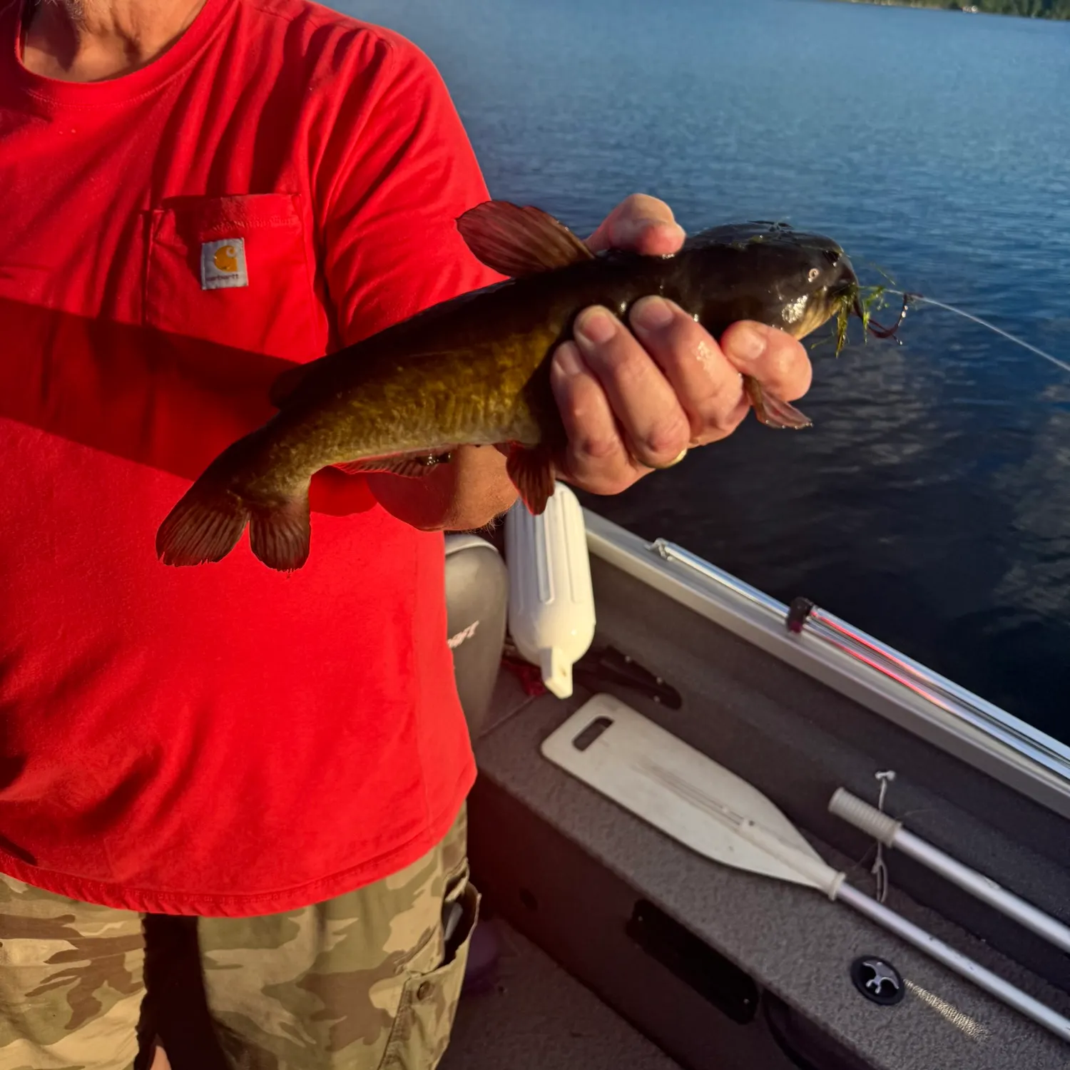 Yellow bullhead caught on Fishbrain