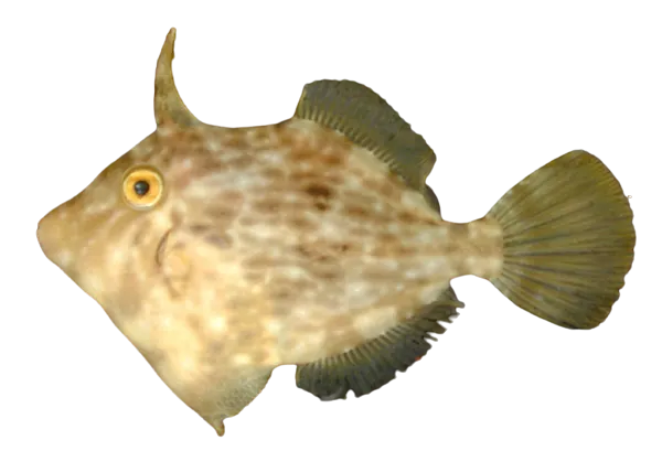 Planehead filefish