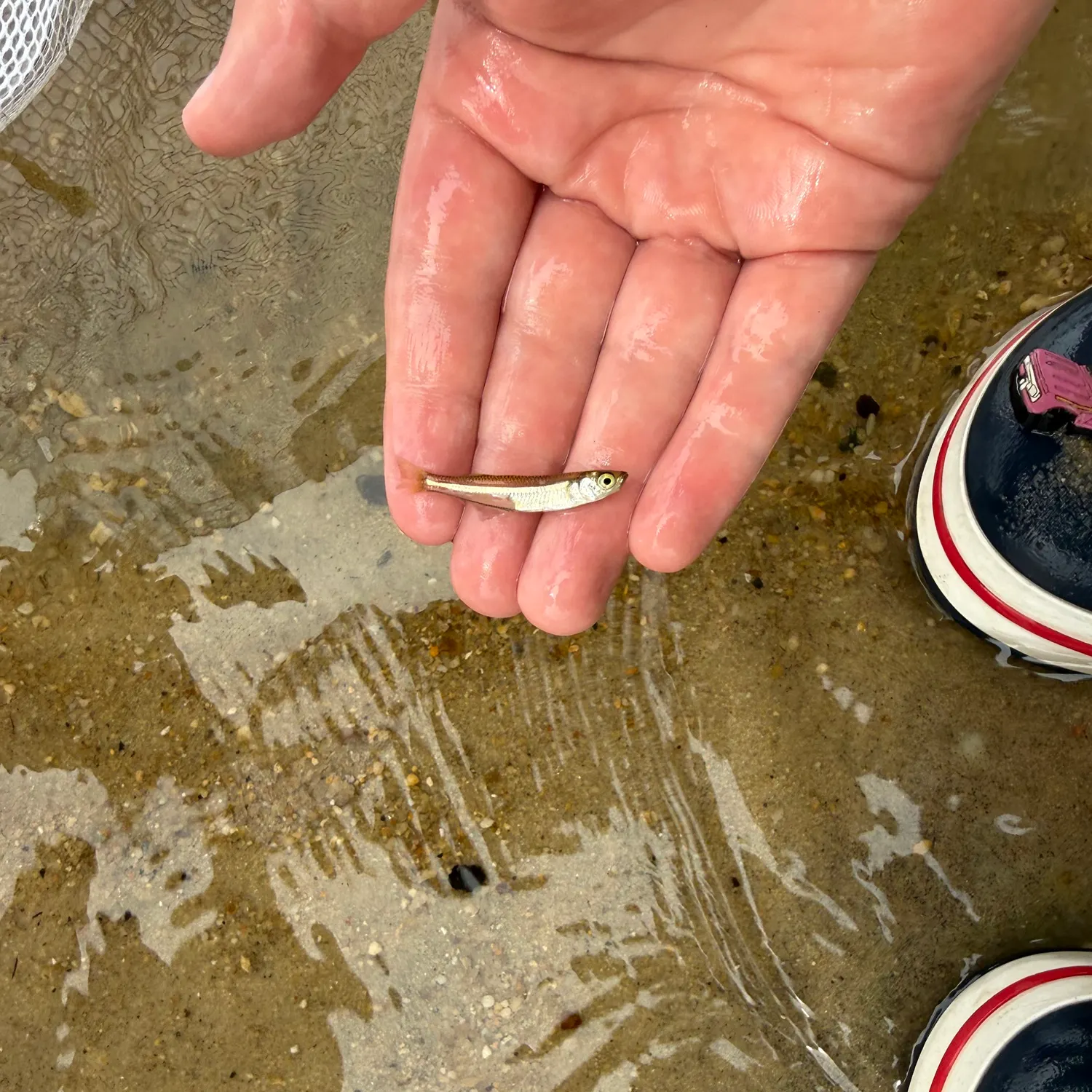 The most recent Inland silverside catches on Fishbrain