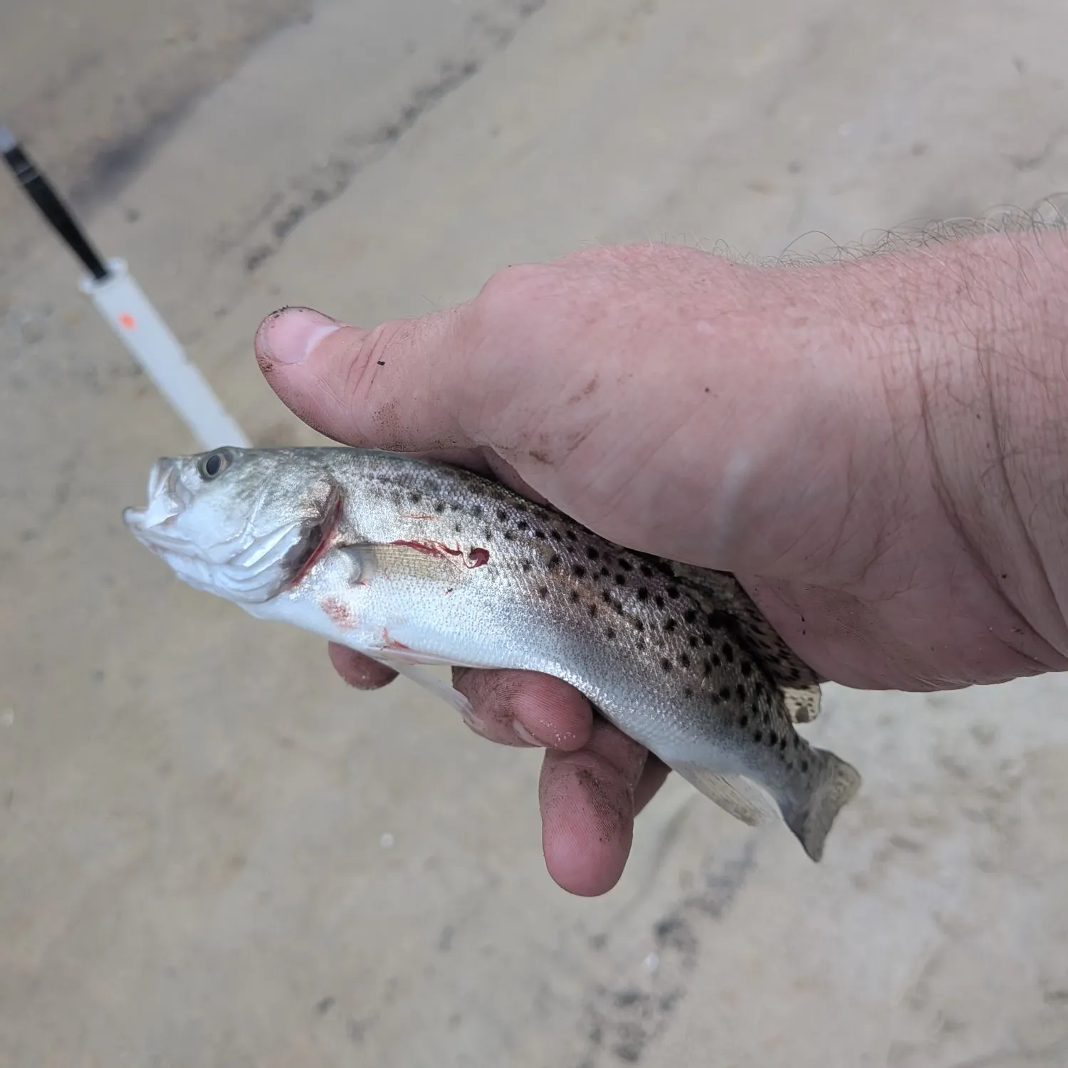 Spotted seatrout caught on Fishbrain