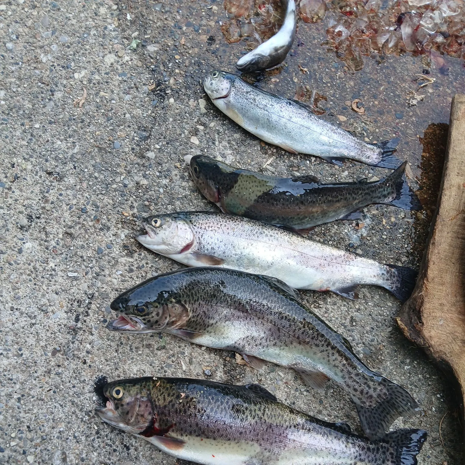 recently logged catches
