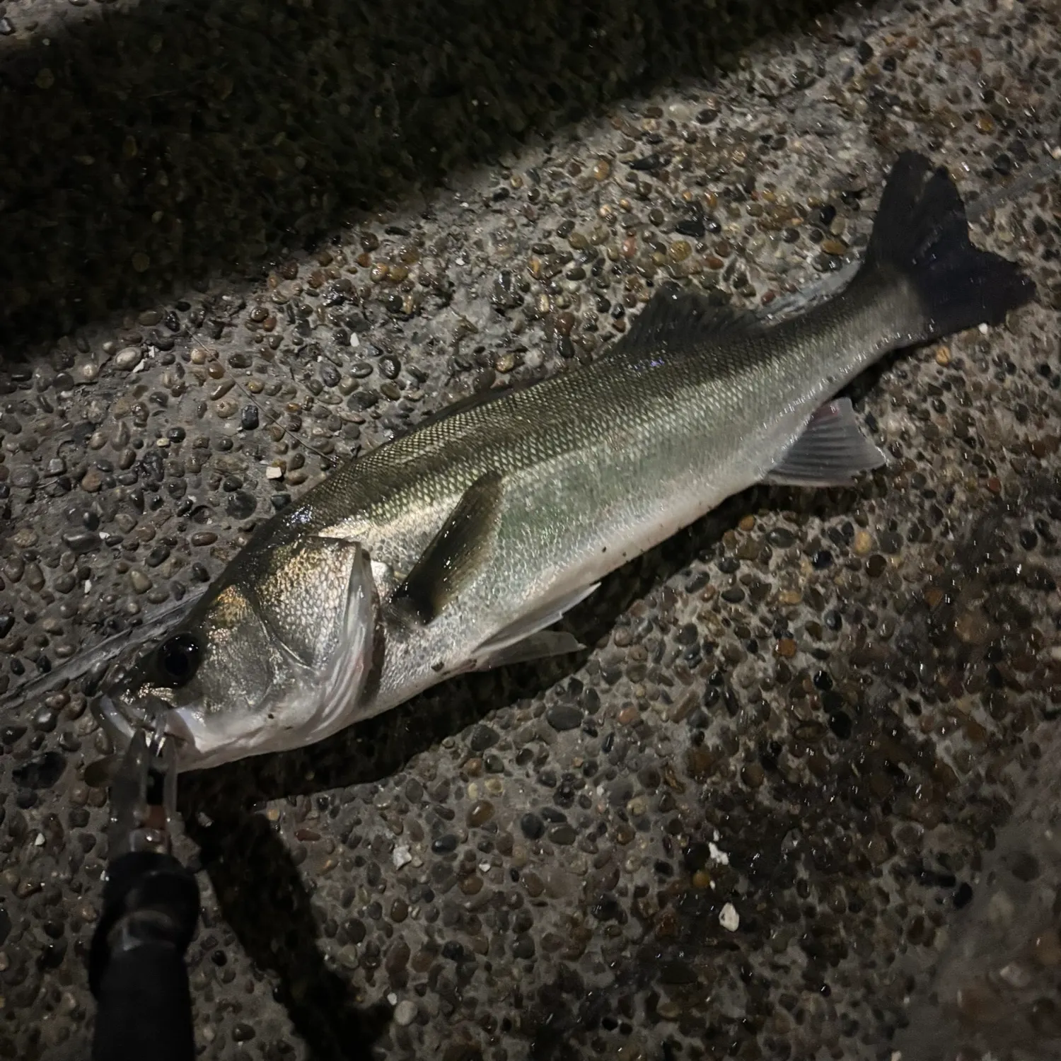 The most recent Japanese seabass catches on Fishbrain