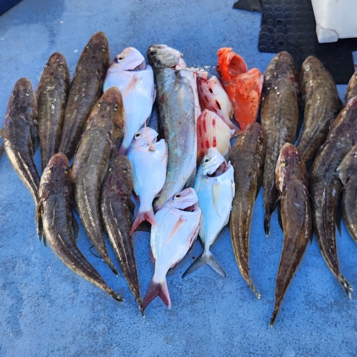 The most recent Geelbeck croaker catches on Fishbrain