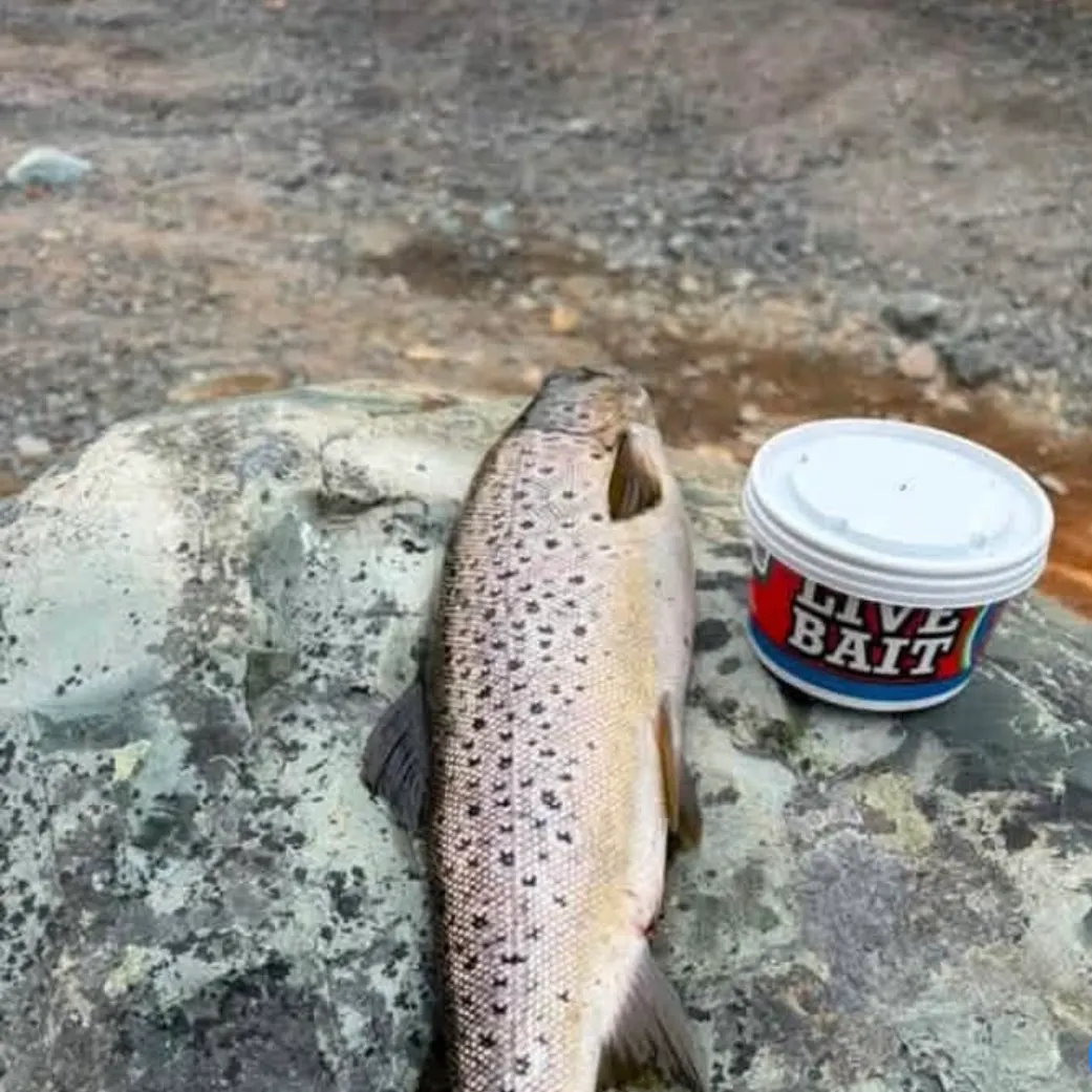 Brown trout caught on Fishbrain