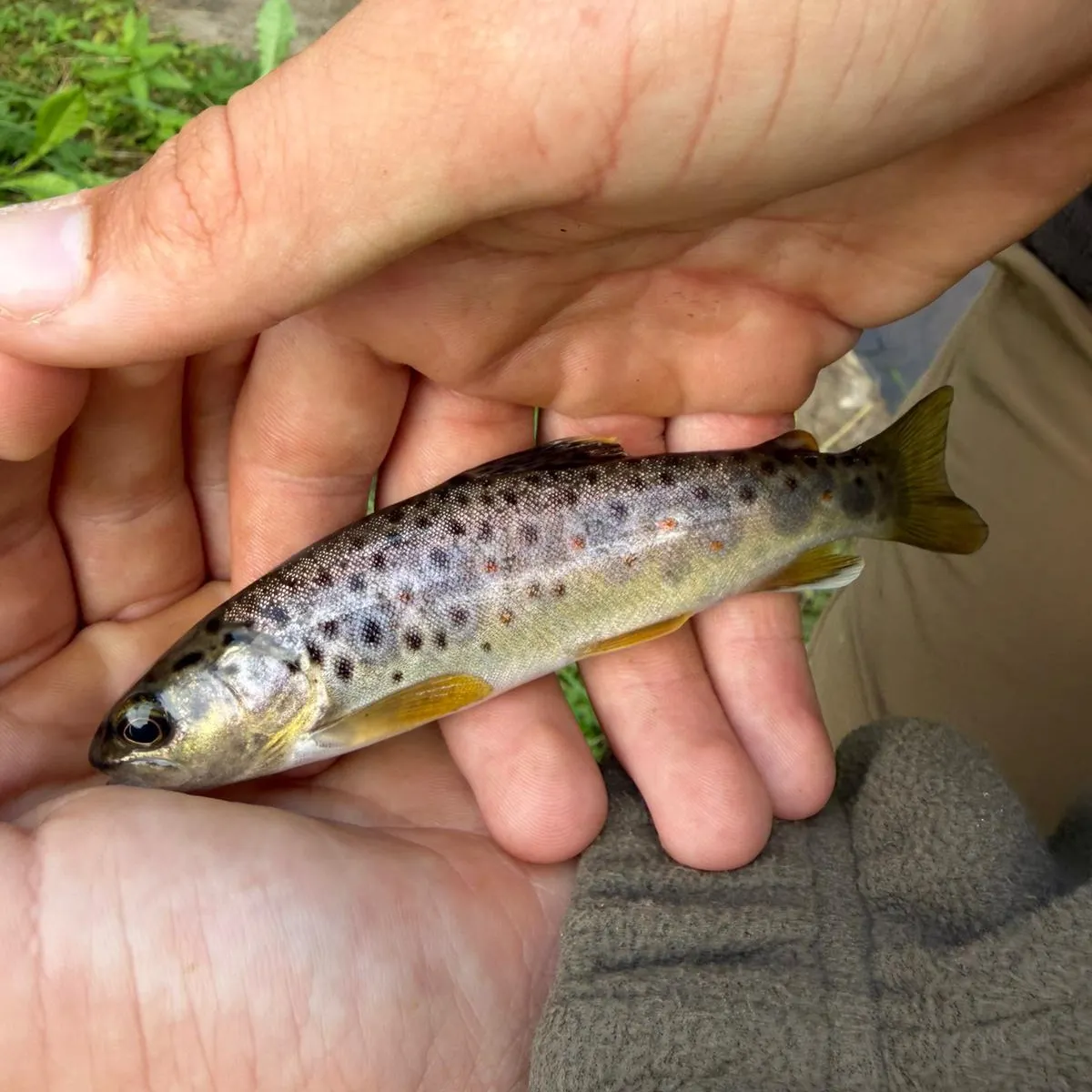 Brown trout caught on Fishbrain