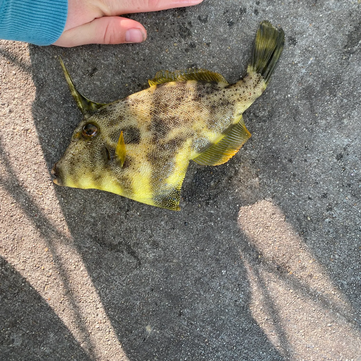 The most recent Large-scaled leatherjacket catches on Fishbrain