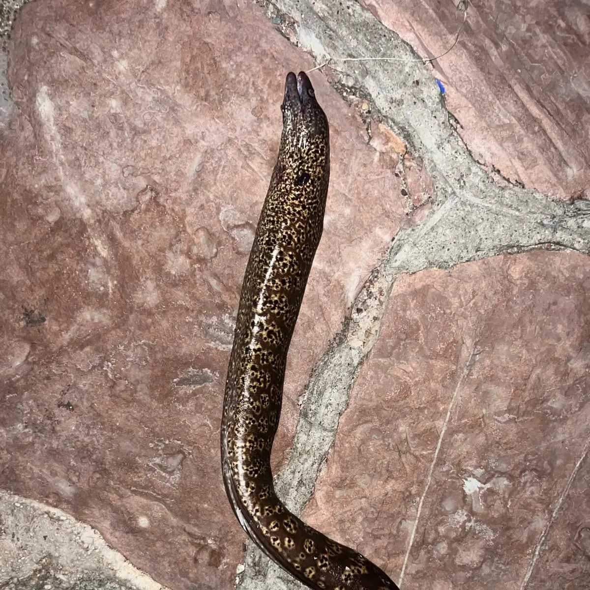 Giant moray caught on Fishbrain