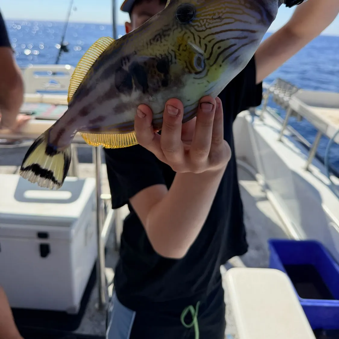 The most recent Six-spined leatherjacket catches on Fishbrain
