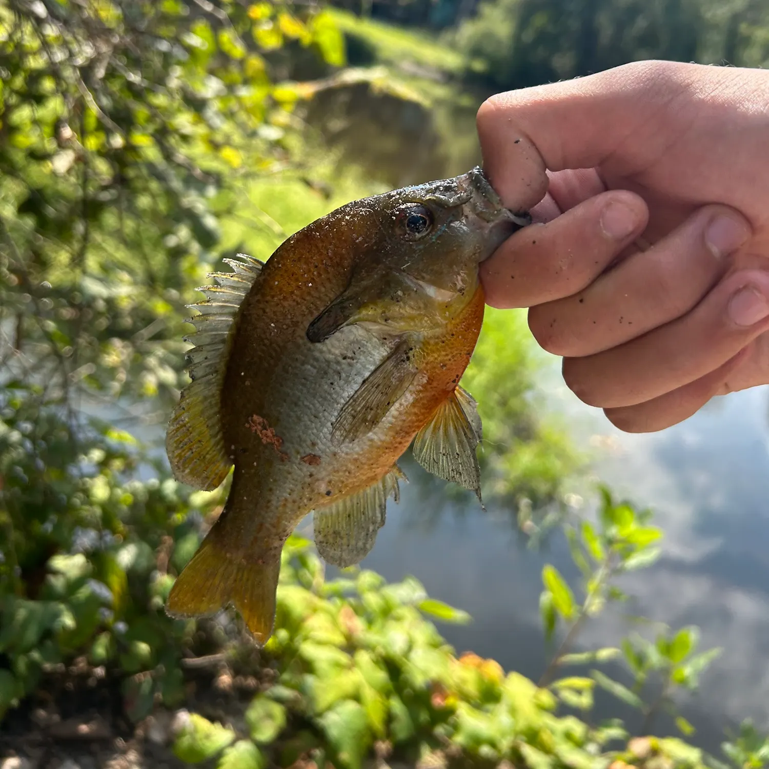 Redbreast sunfish caught on Fishbrain