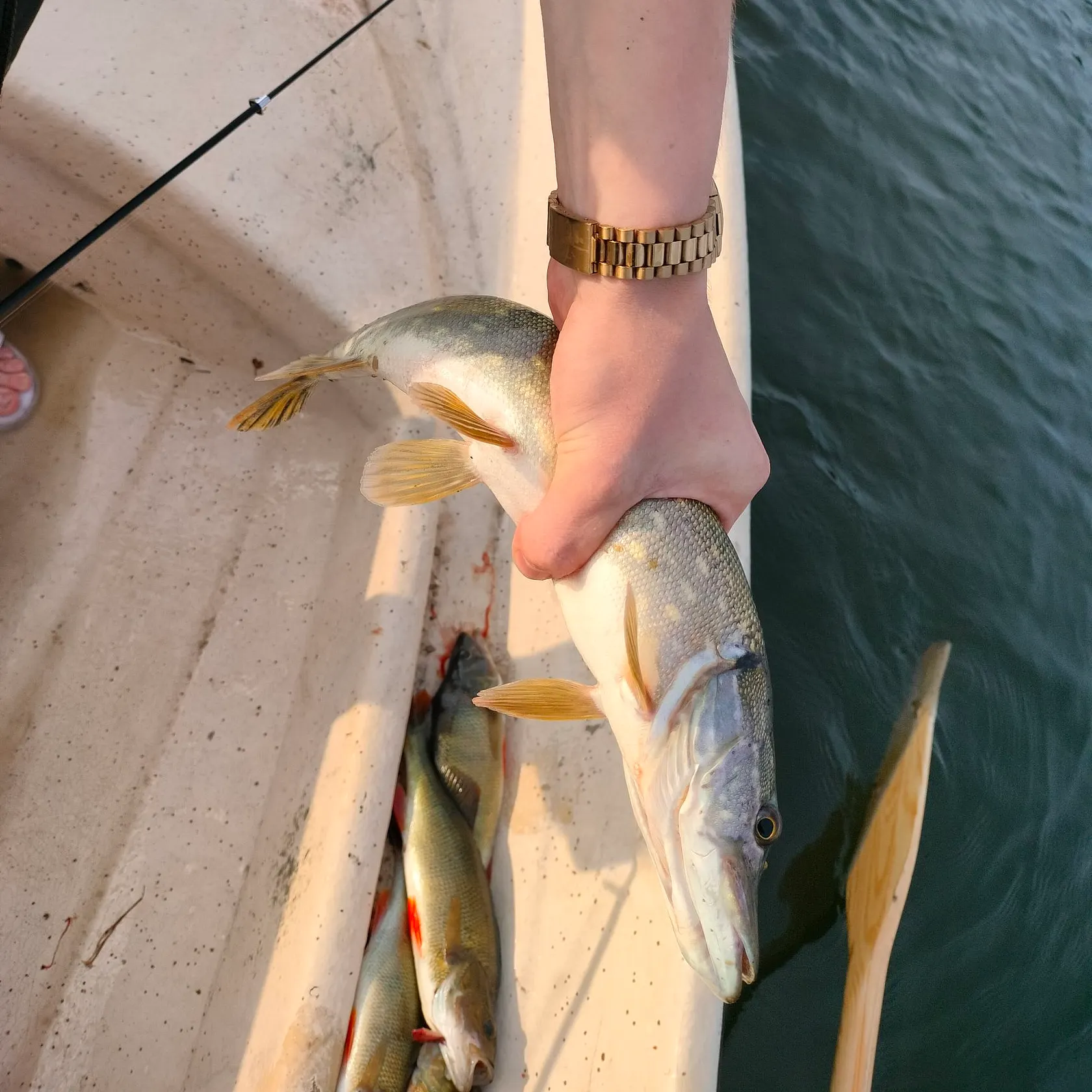 recently logged catches