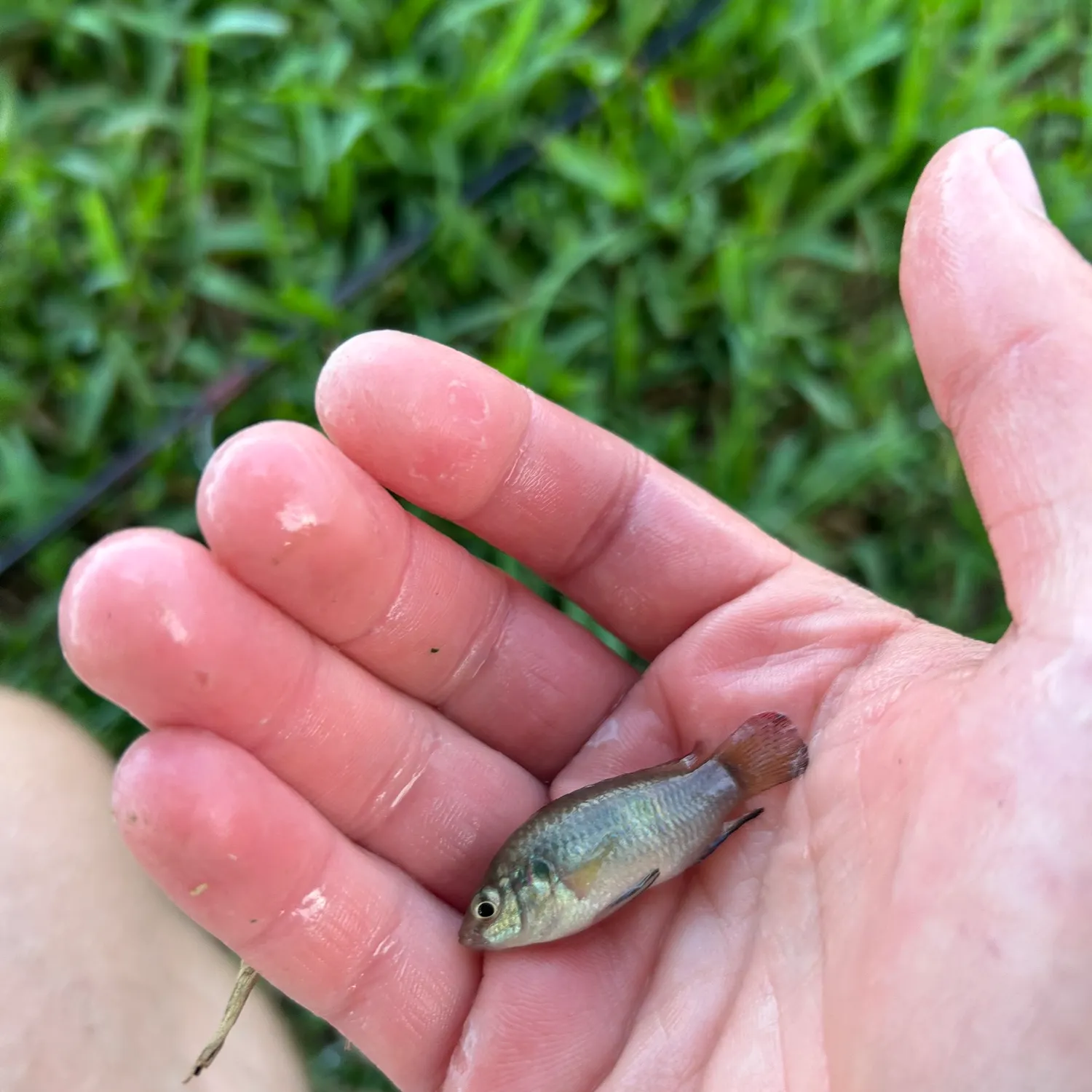 The most recent African Jewelfish catches on Fishbrain