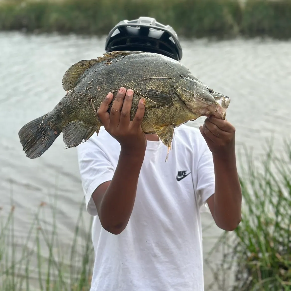 The most recent Golden perch catches on Fishbrain