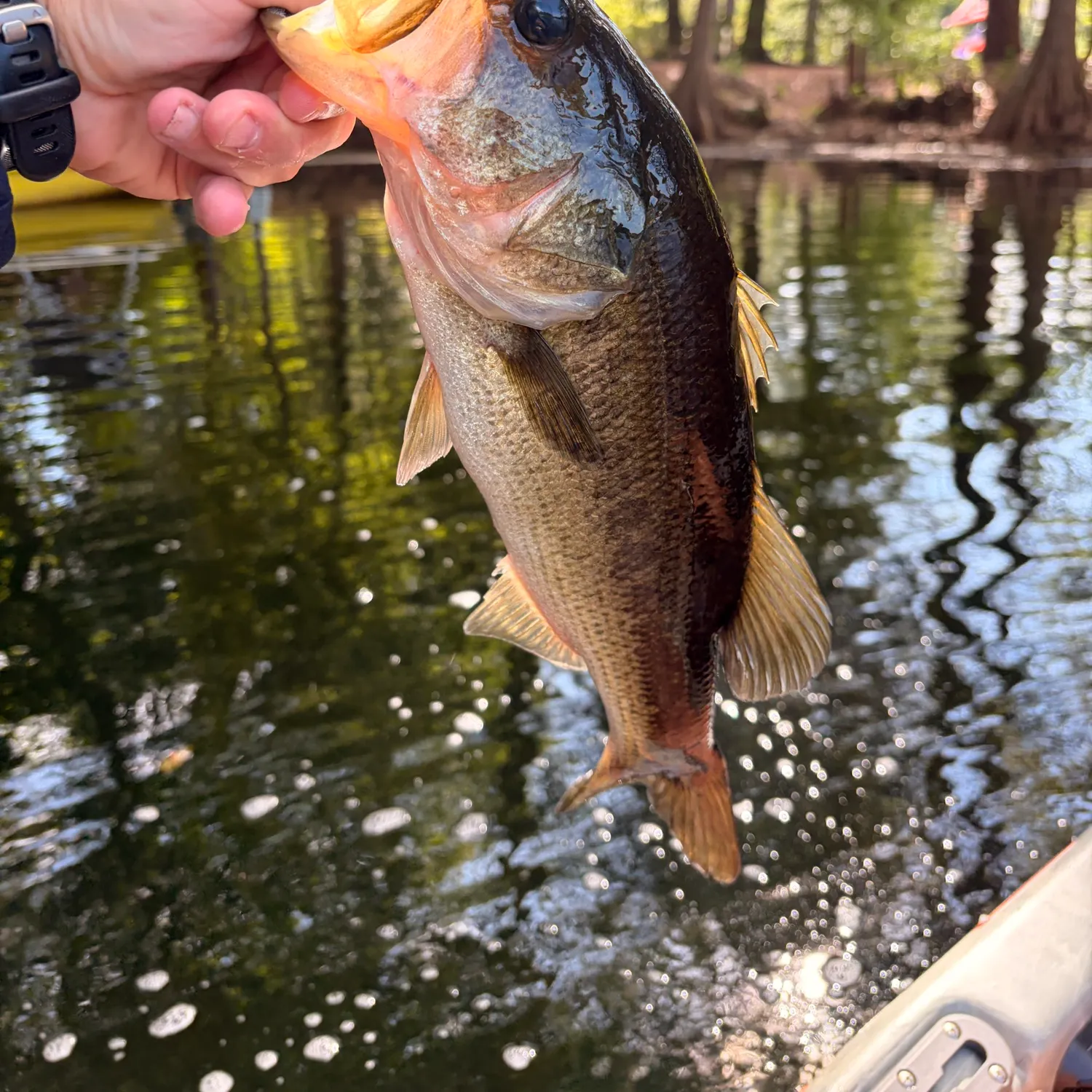 Largemouth bass caught on Fishbrain