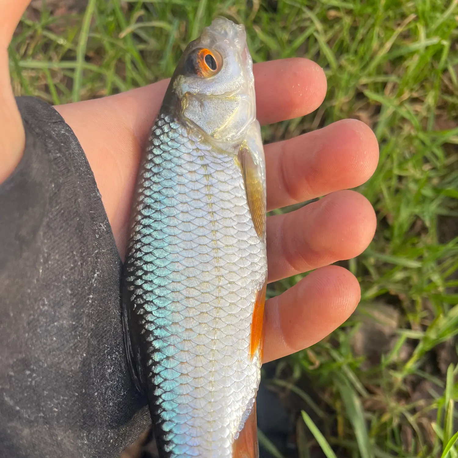 The most recent Common roach catches on Fishbrain