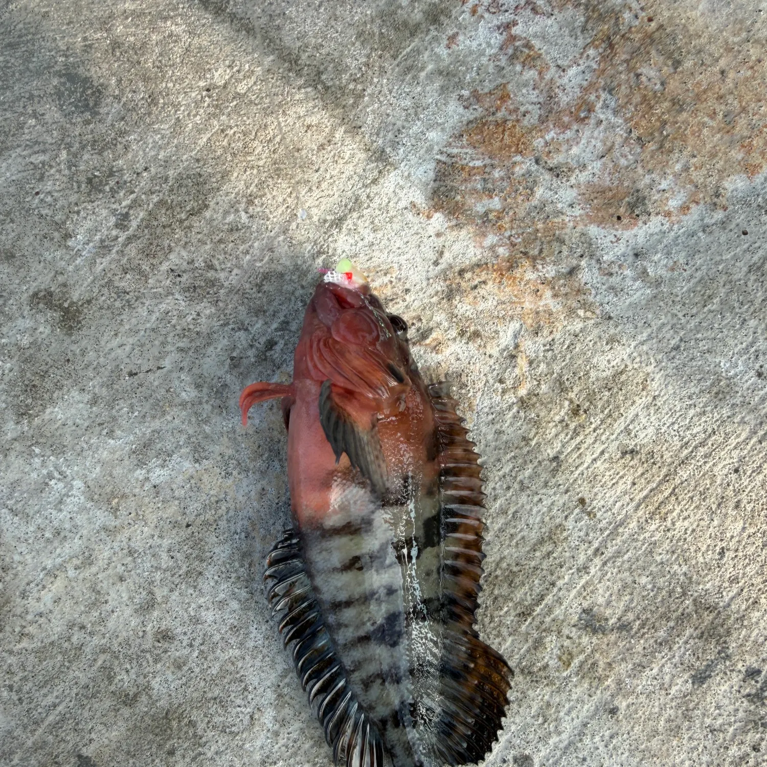 The most recent Hairy blenny catches on Fishbrain