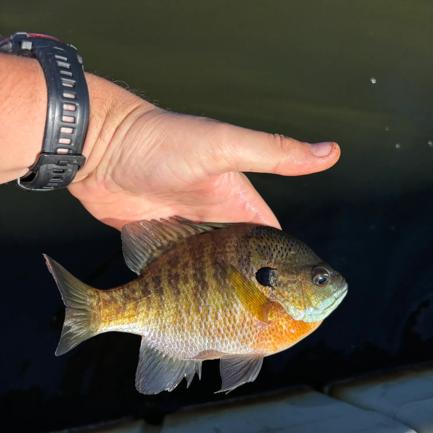 Bluegill caught on Fishbrain