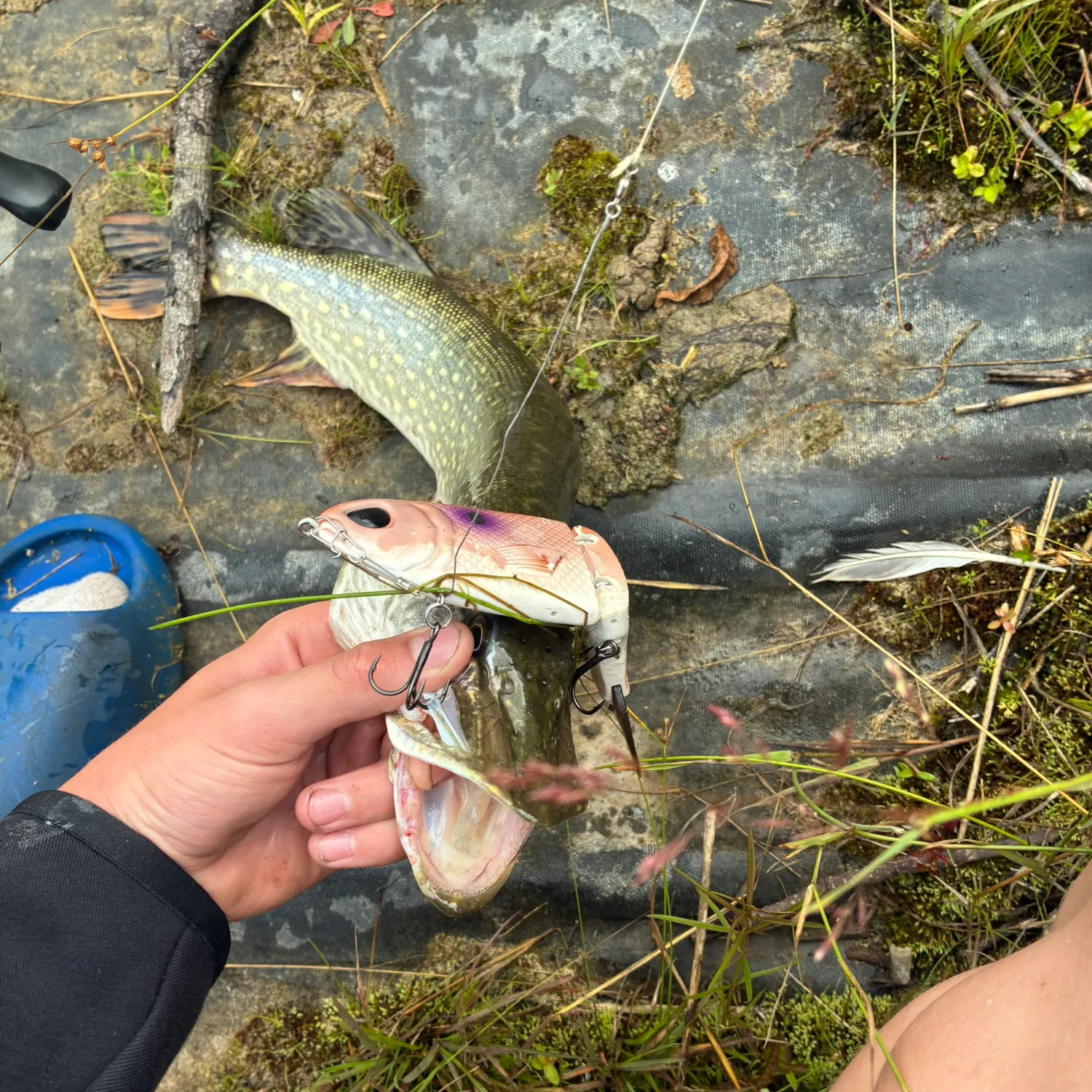 catch