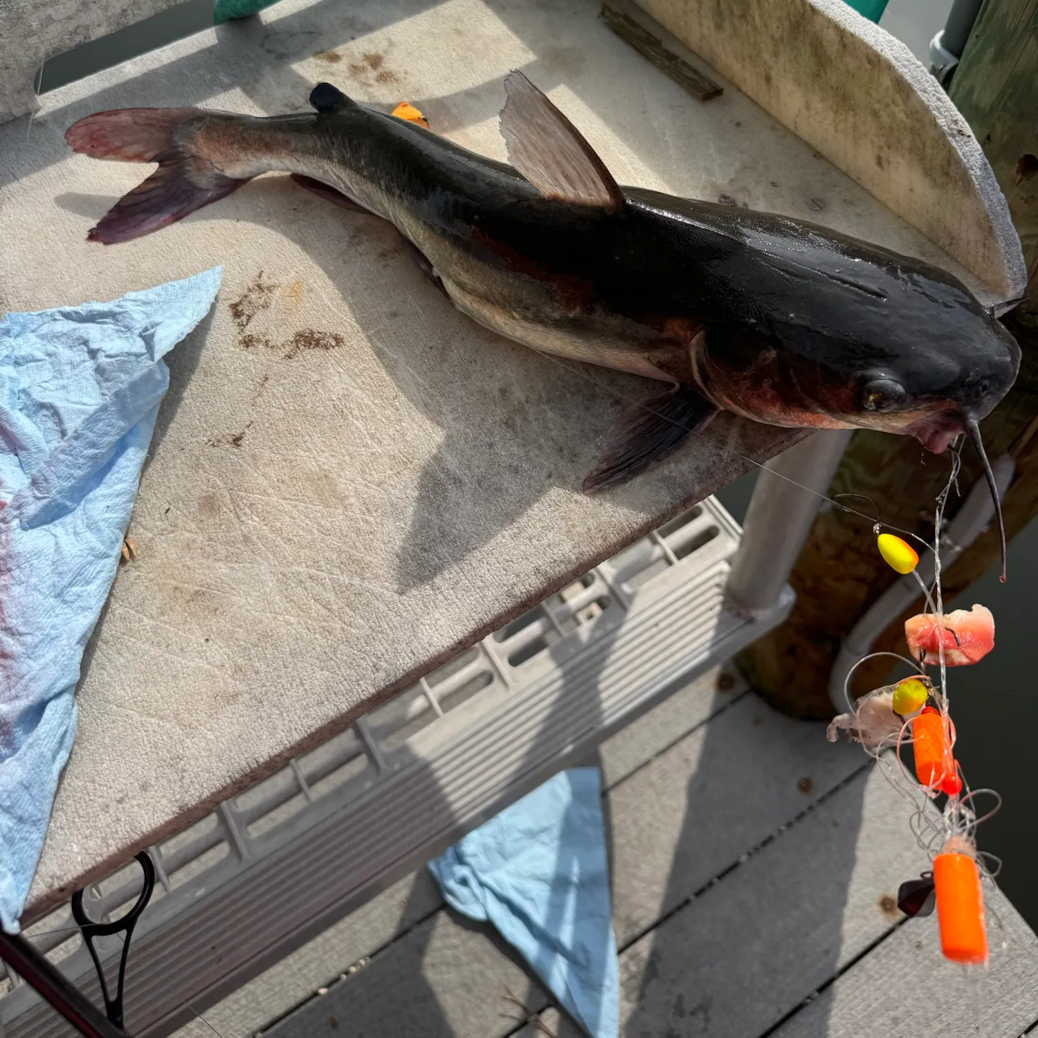 recently logged catches
