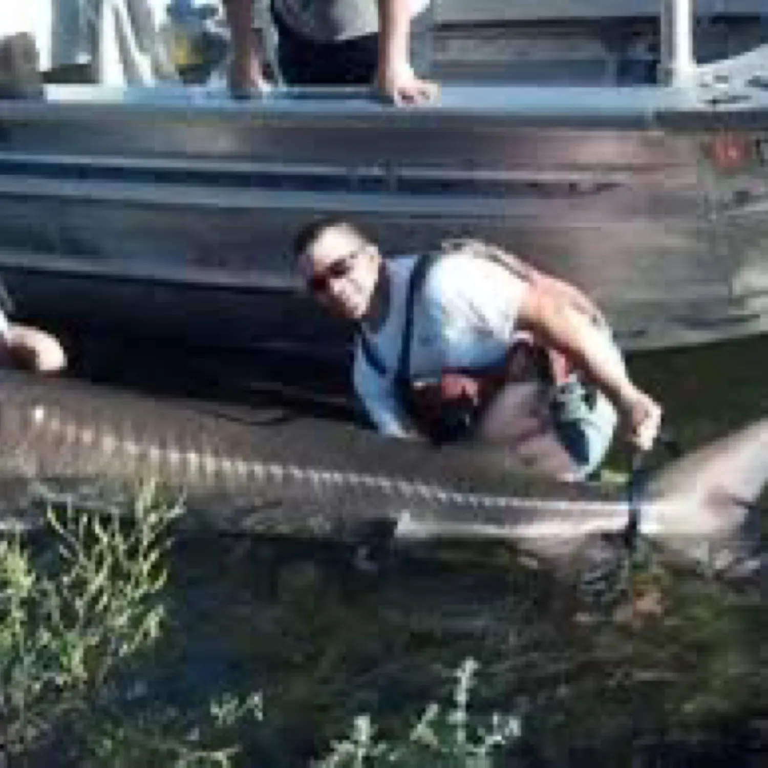 The most popular recent Beluga sturgeon catch on Fishbrain