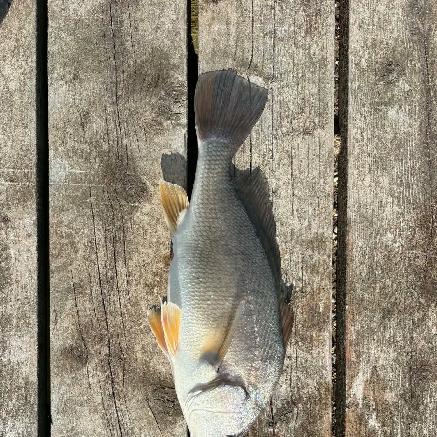 Freshwater drum caught on Fishbrain