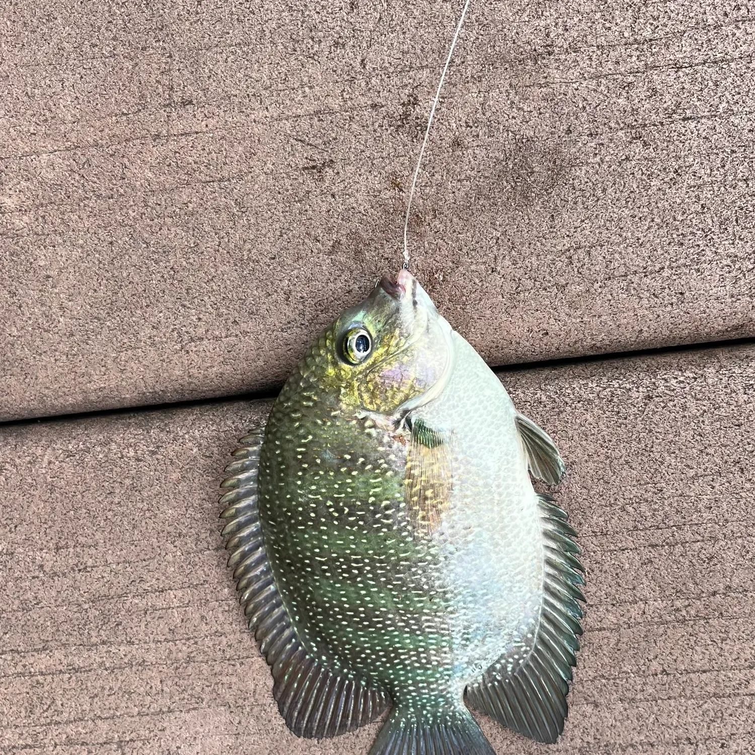 The most recent Banded cichlid catches on Fishbrain