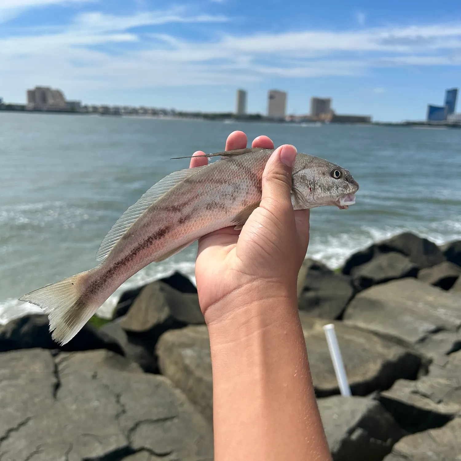 Northern kingcroaker caught on Fishbrain