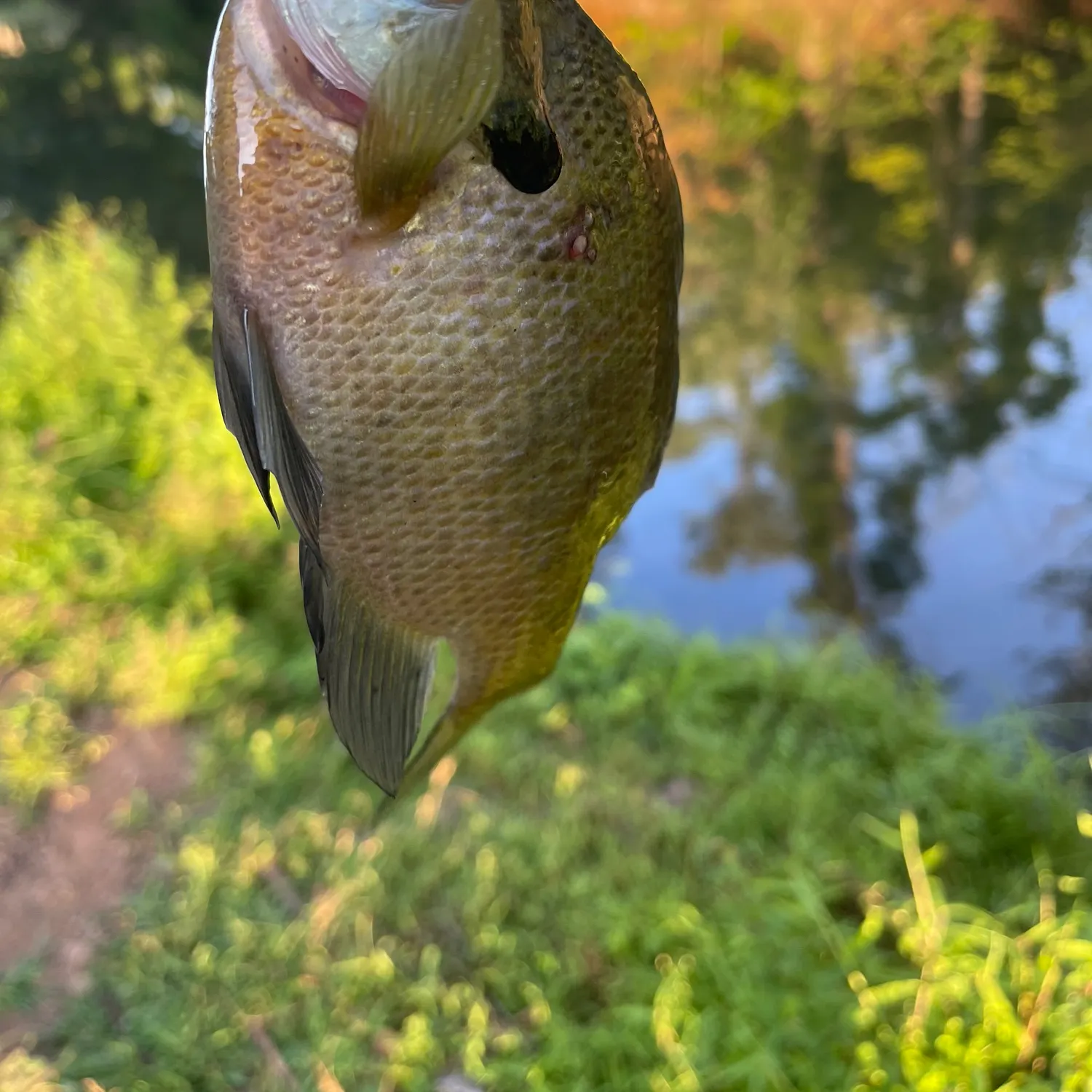 Fish caught on Fishbrain