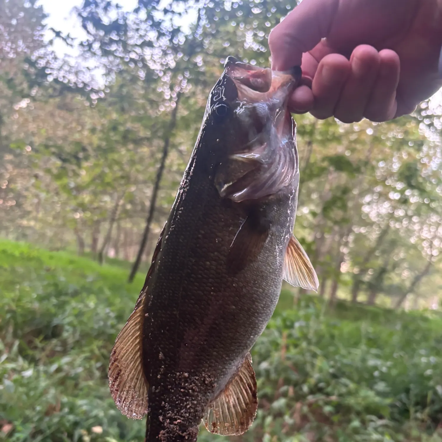 Smallmouth bass caught on Fishbrain