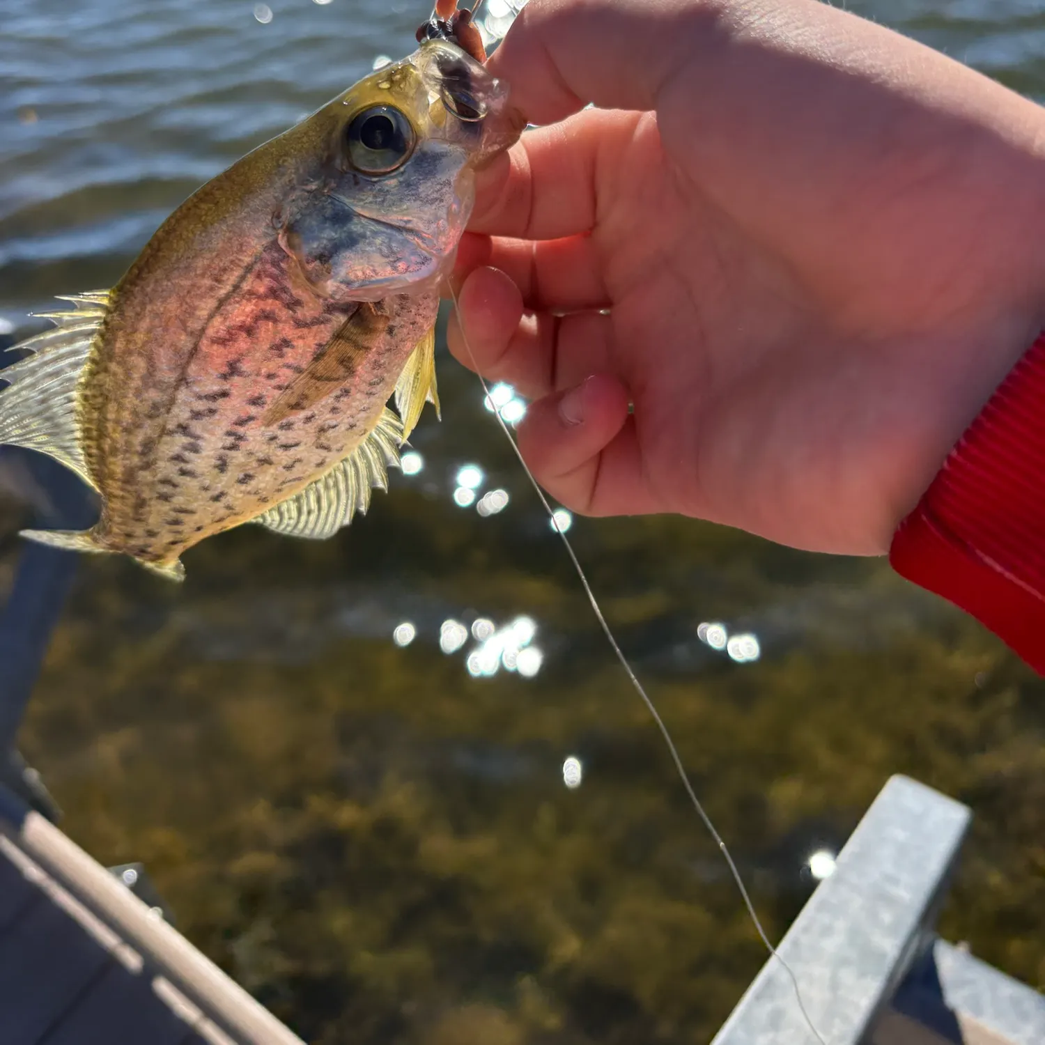 Black crappie caught on Fishbrain
